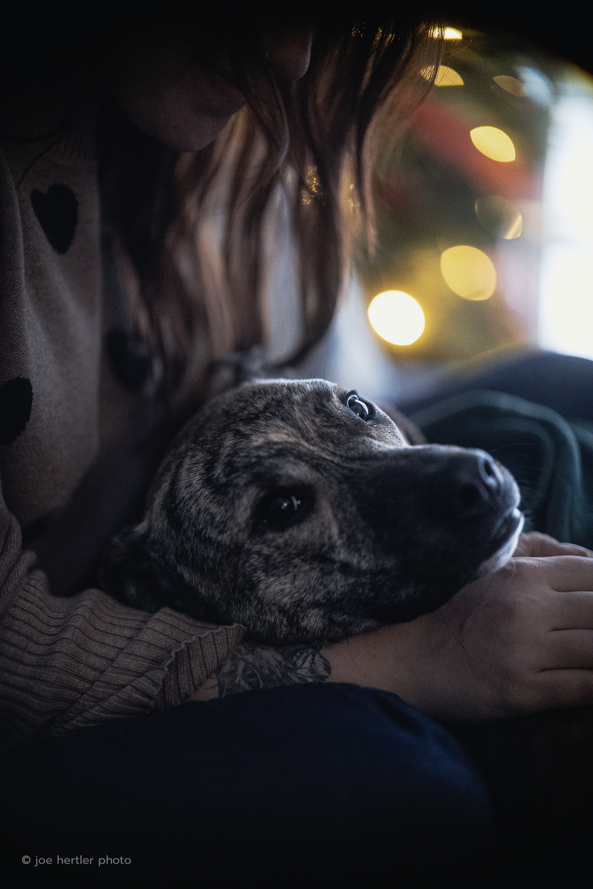 A person with brown hair and wearing a brown sweater is cuddling a brindle-colored puppy with a dark snout and expressive eyes. The background is blurred with warm light bokeh, creating a cozy atmosphere.