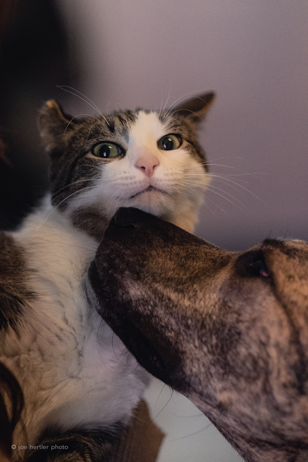 Close-up of a curious tabby and white cat leaning on a person's face, with both looking directly at the camera, in a cozy indoor setting.
