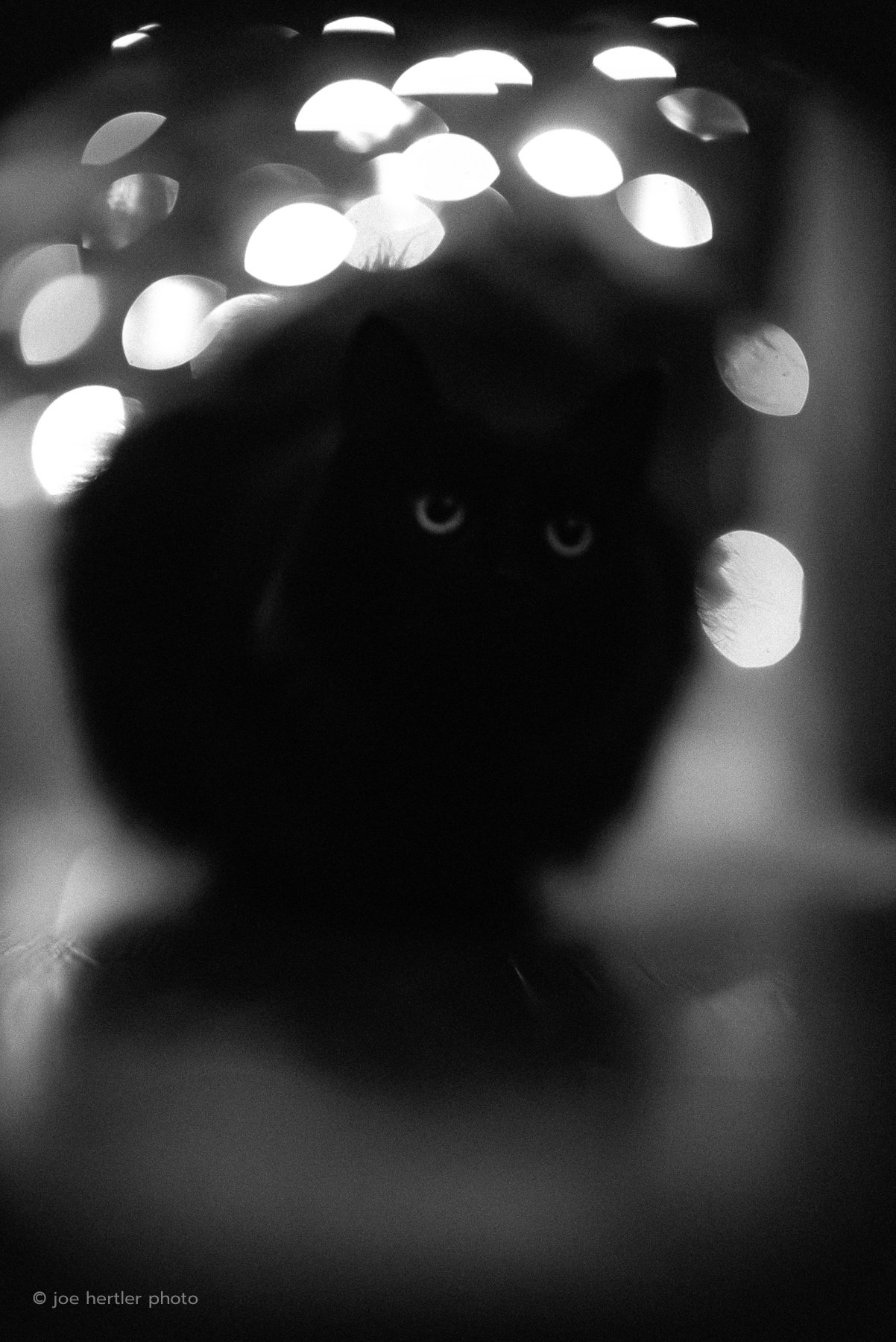 joehertler-pet-photographer-portrait-michigan-black-cat