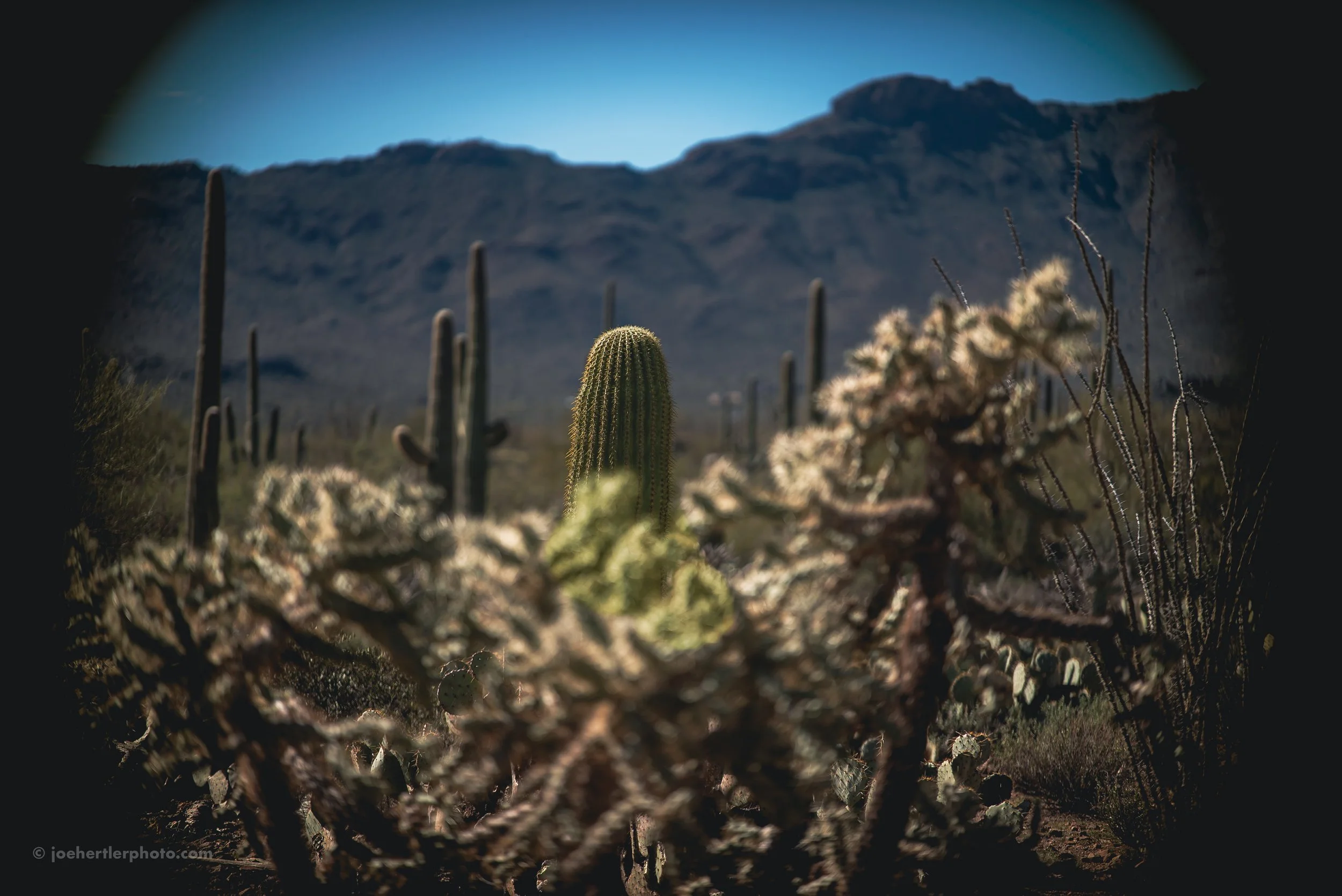 Desert landscape with saguaro and prickly pear cacti, mountains in the background, viewed through binocular lens.