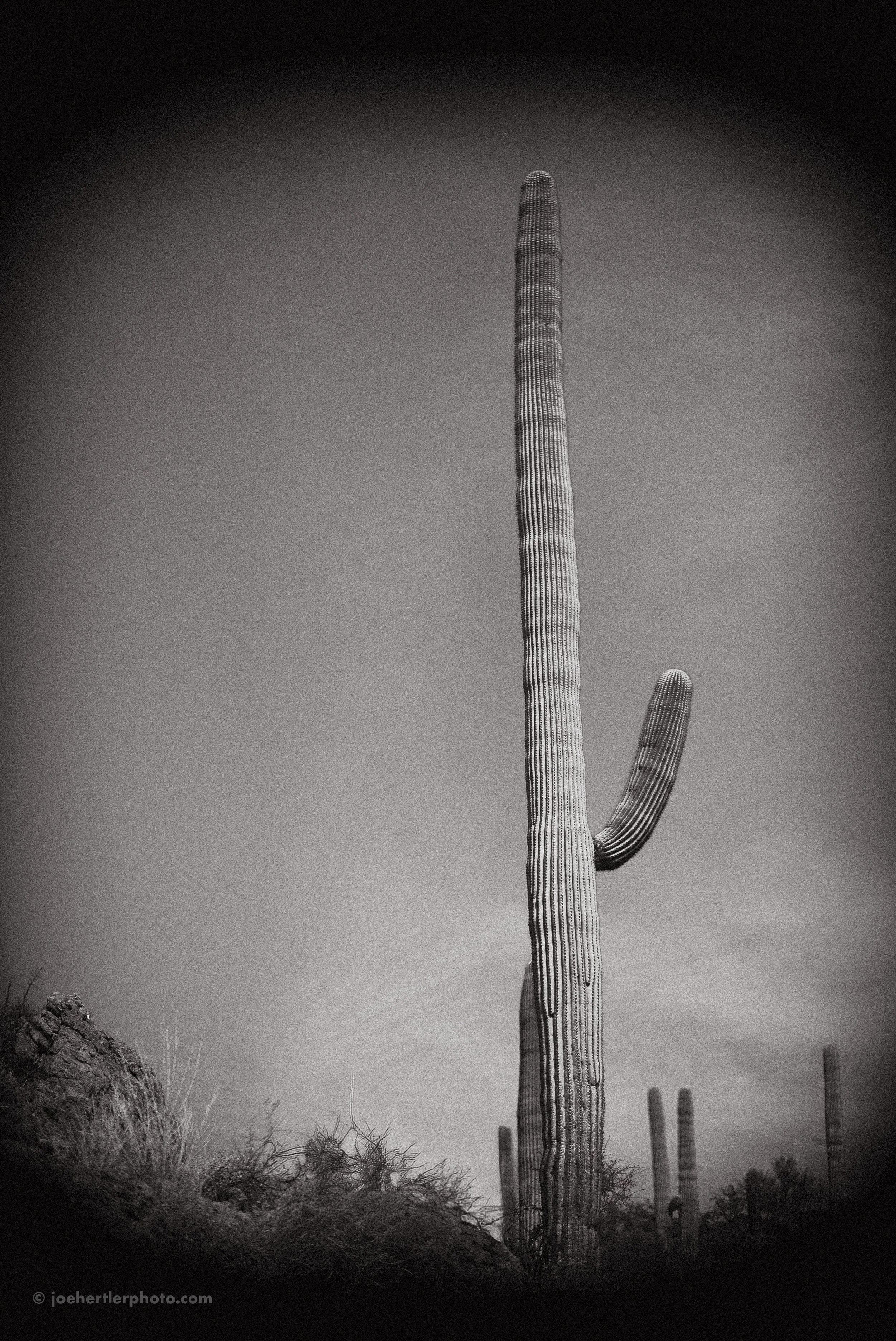 Black and white photograph of a tall saguaro cactus in the desert with a clear sky background.