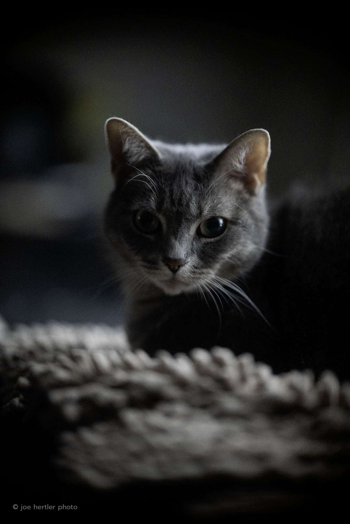 joehertler-pet-photographer-portrait-tabby-cat-2