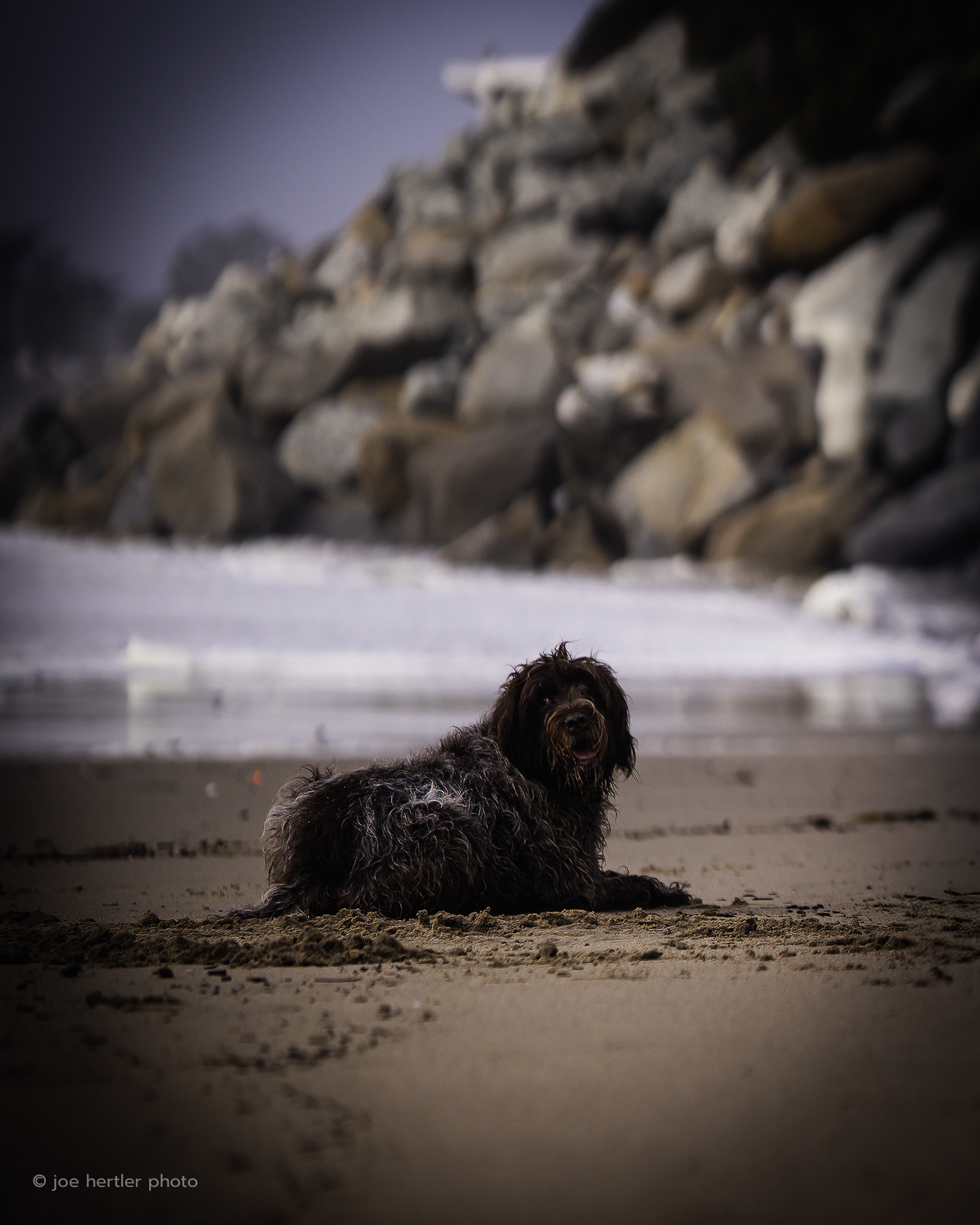 Dog lying on sandy beach with rocks and ocean in the background