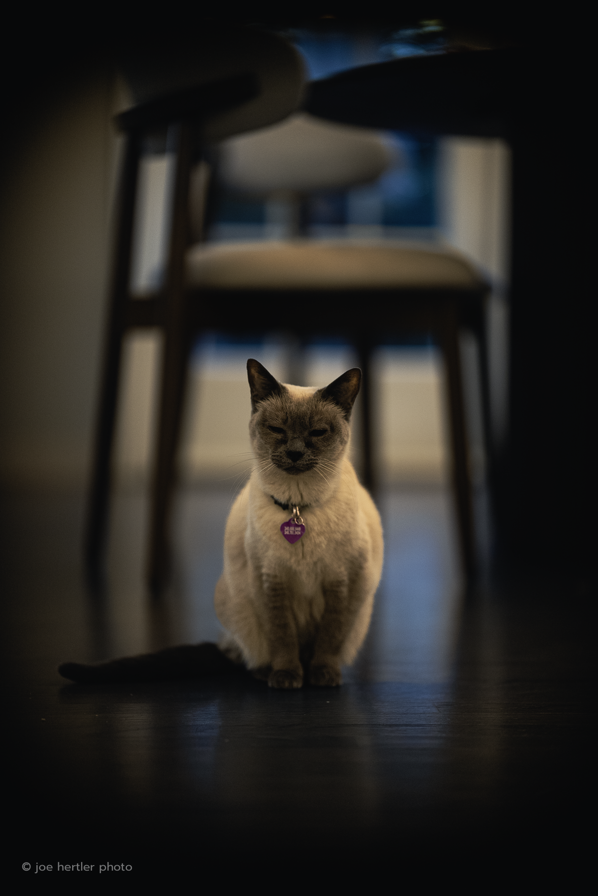 joehertler-pet-photographer-portrait-michigan-siamese-cat