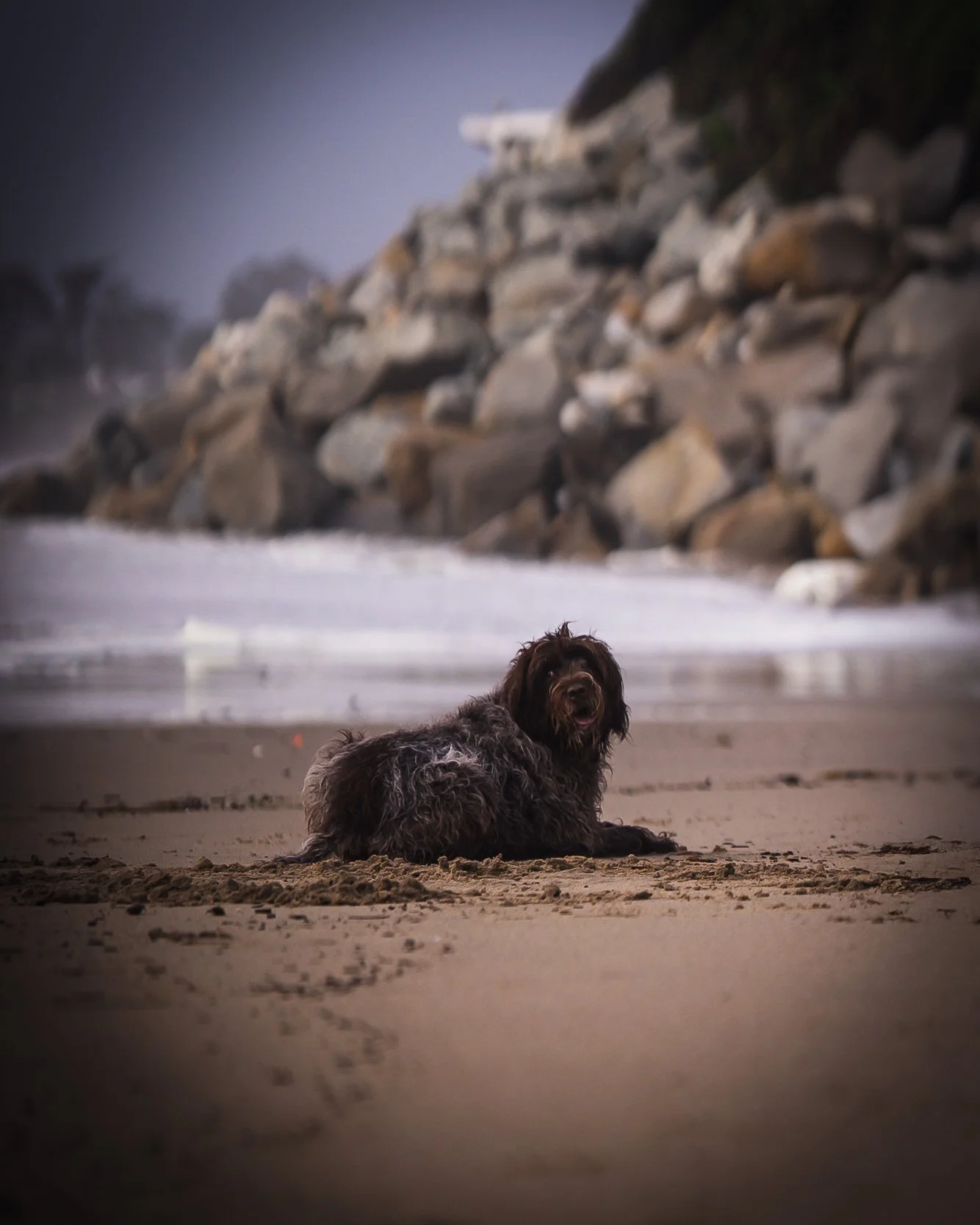 A dog resting on the beach with rocks and ocean in the background.