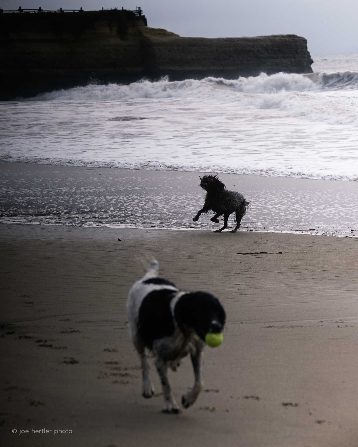 Two dogs playing on a beach, with one of them holding a tennis ball, and waves crashing against the shoreline.