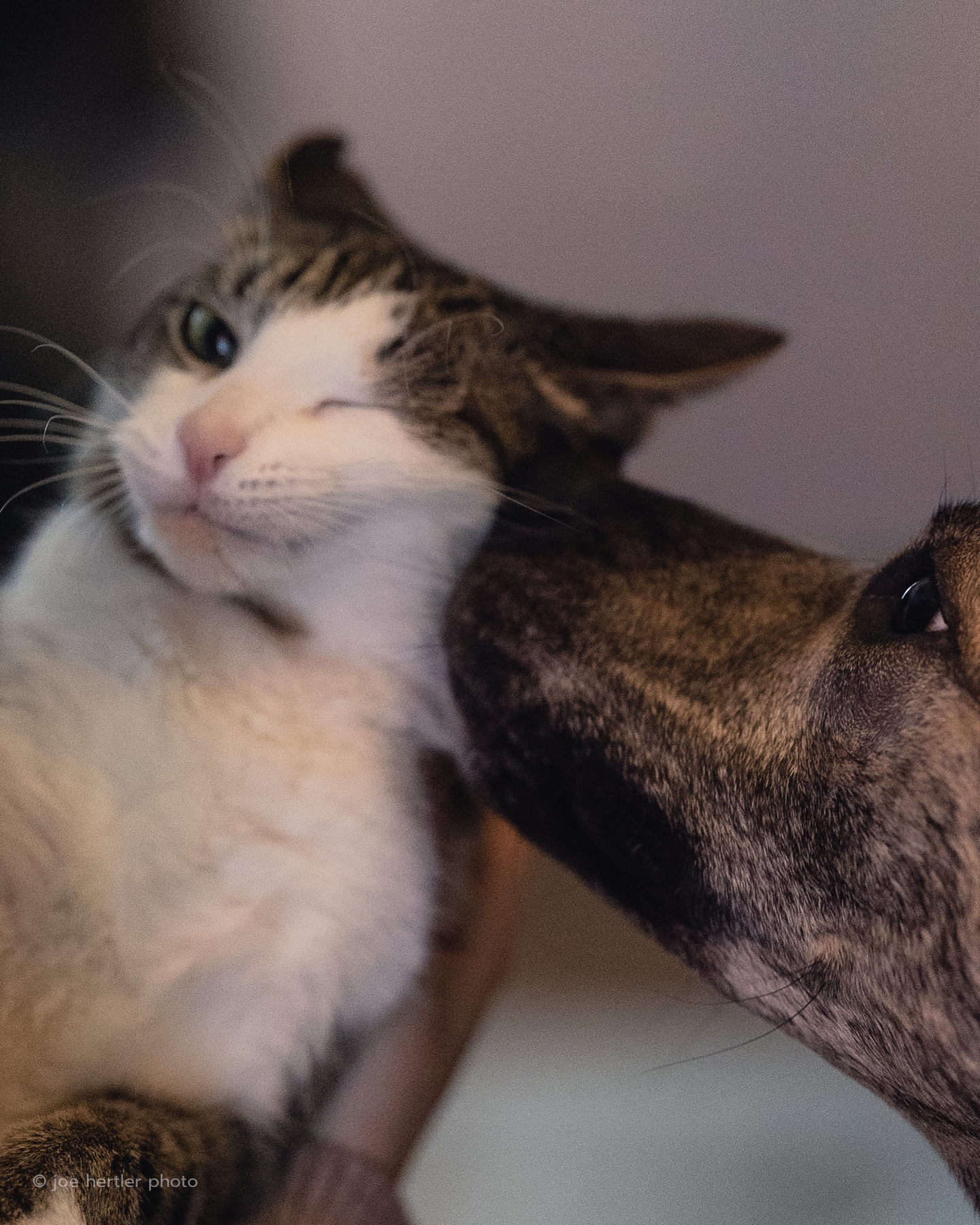 Close-up of a tabby-and-white cat nuzzling a brindle dog, both facing each other.