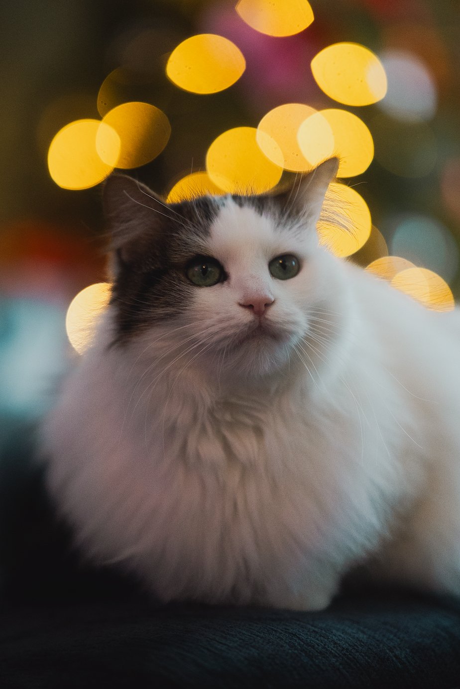 A fluffy white cat with black markings on its face, set against blurred yellow and orange bokeh lights.