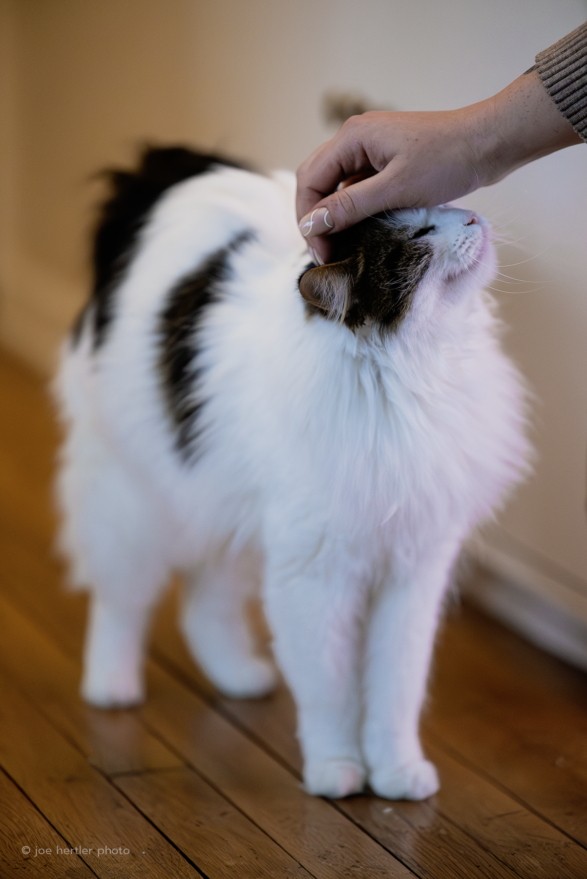 A person is petting a long-haired white and black cat on the head, with the cat showing contentment.