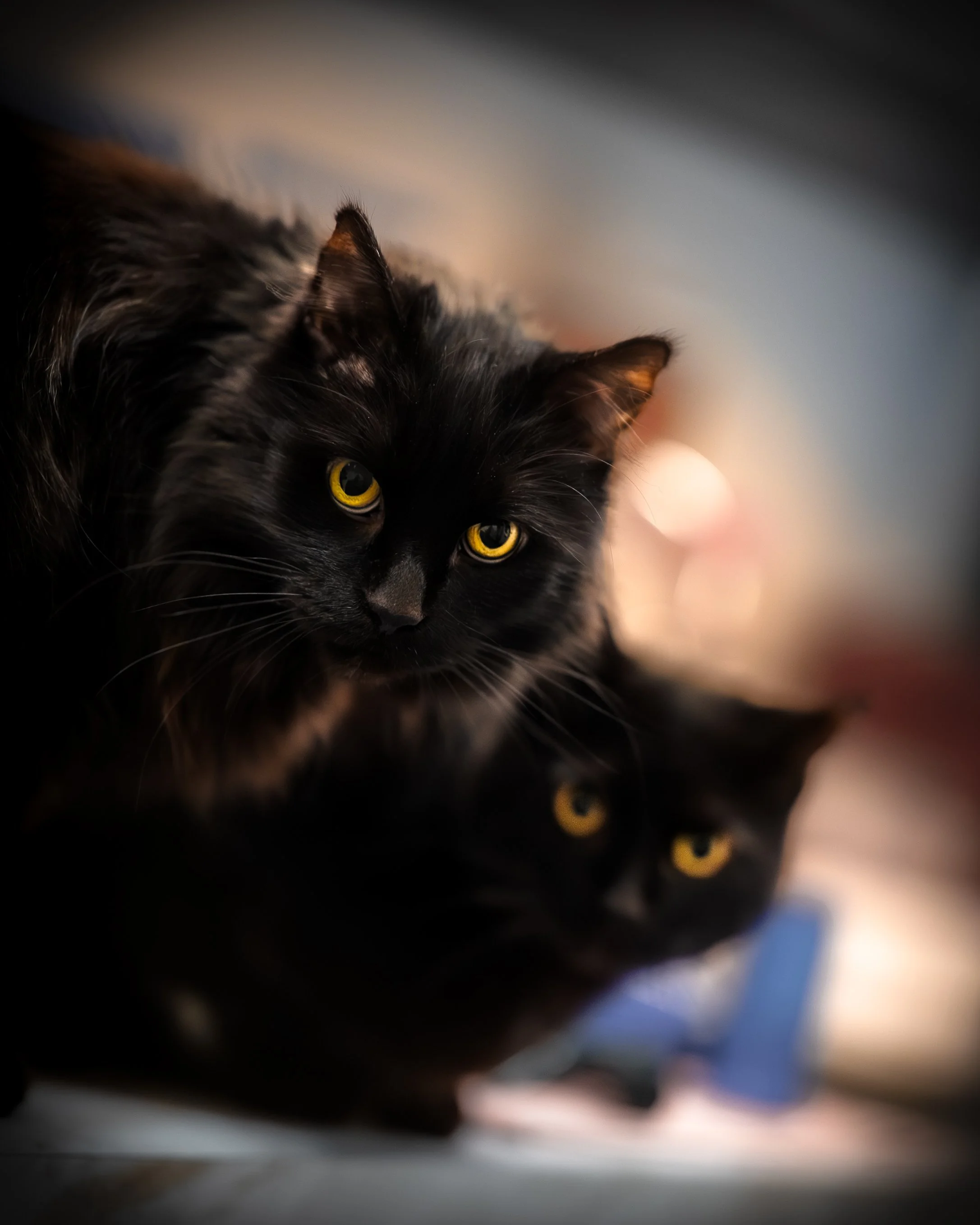 Close-up of two black cats with yellow eyes, lying on a surface with a blurred background.