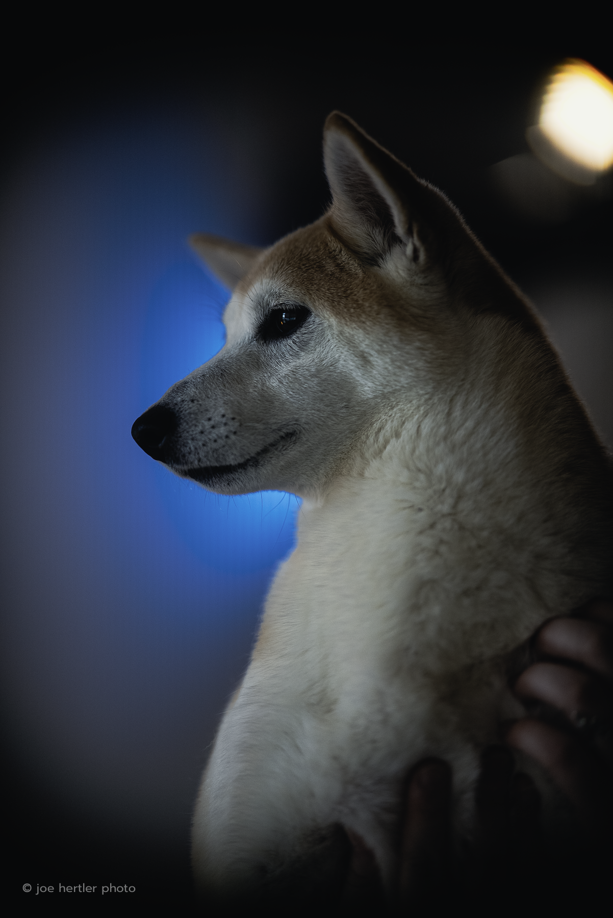 Profile of a dog with light fur, pointed ears, and dark eyes, with a hand holding its neck in a dark background.