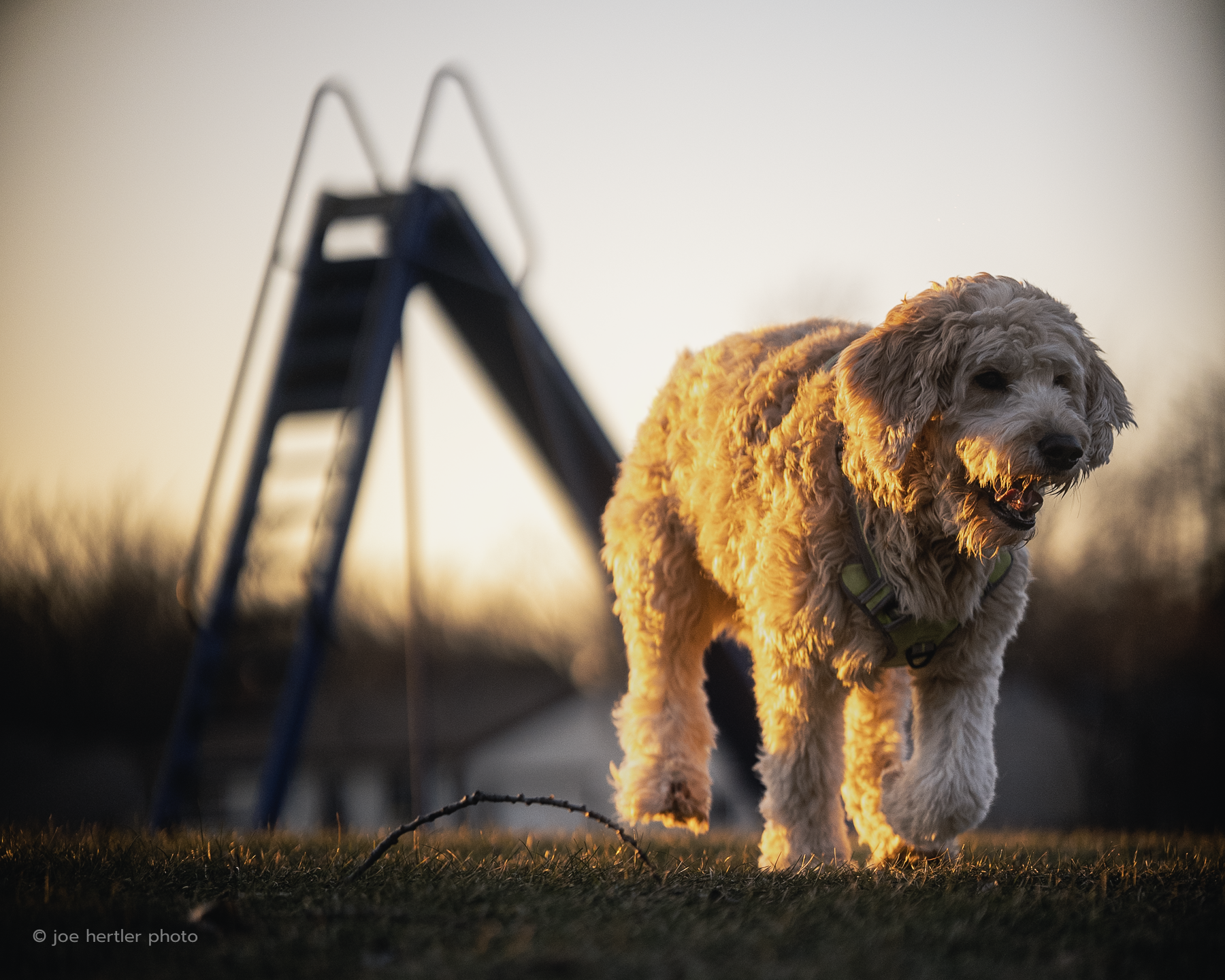 Dog running across a field during sunset with a swing set in the background.