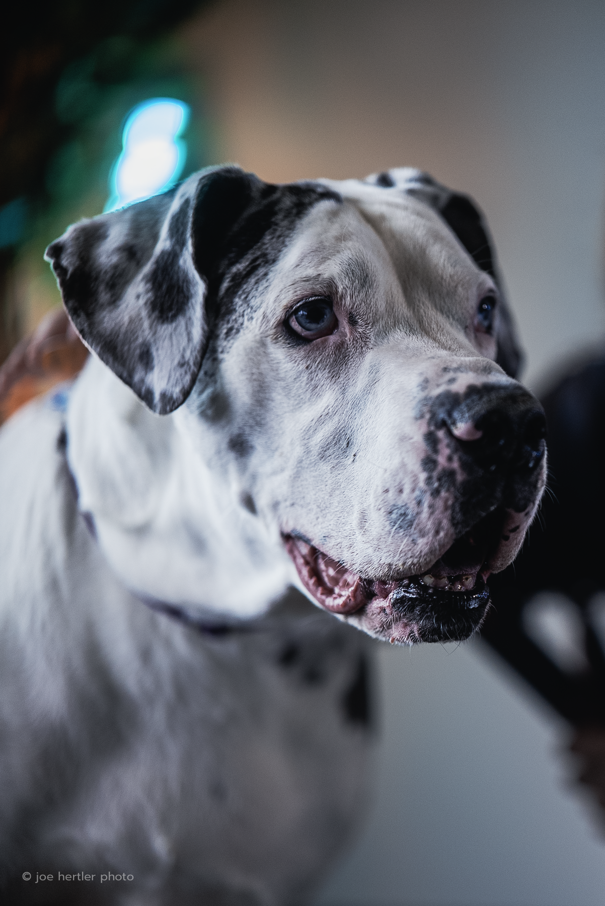 Close-up of a white and black Dogo Argentino dog with blue eyes indoors.