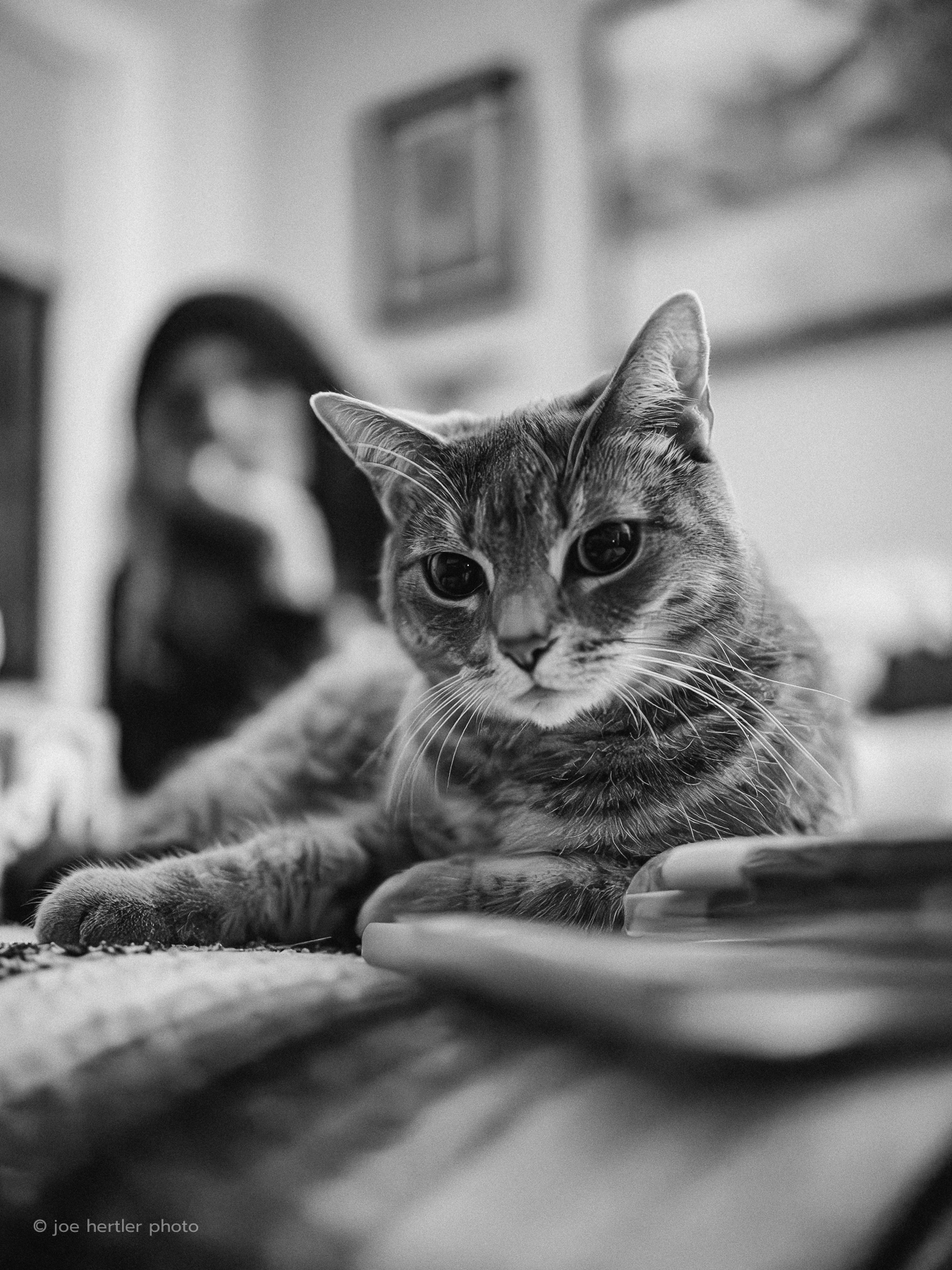 Close-up of a tabby cat lying on a surface, looking directly at the camera, with blurred background.