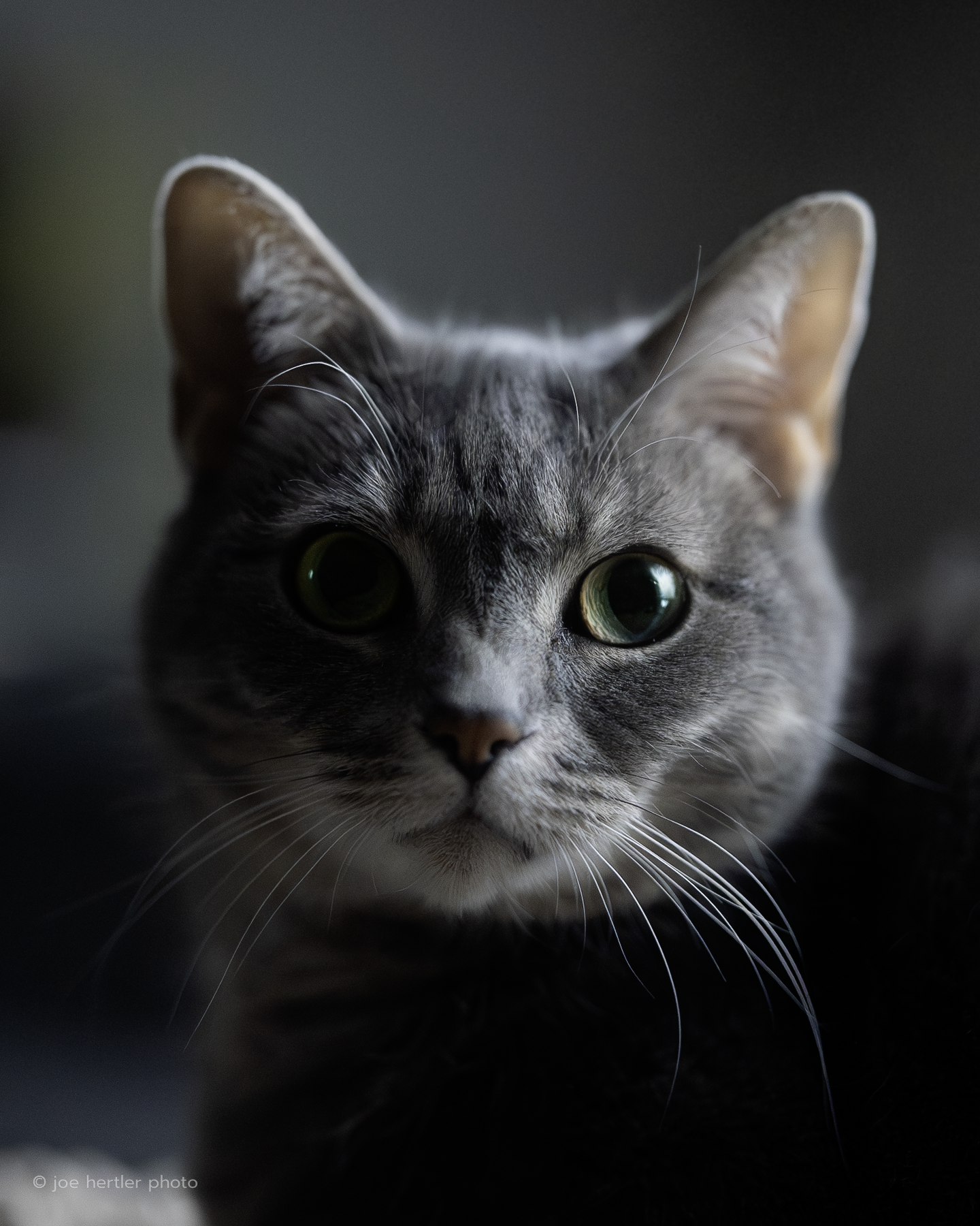 joehertler-pet-photographer-portrait-tabby-cat