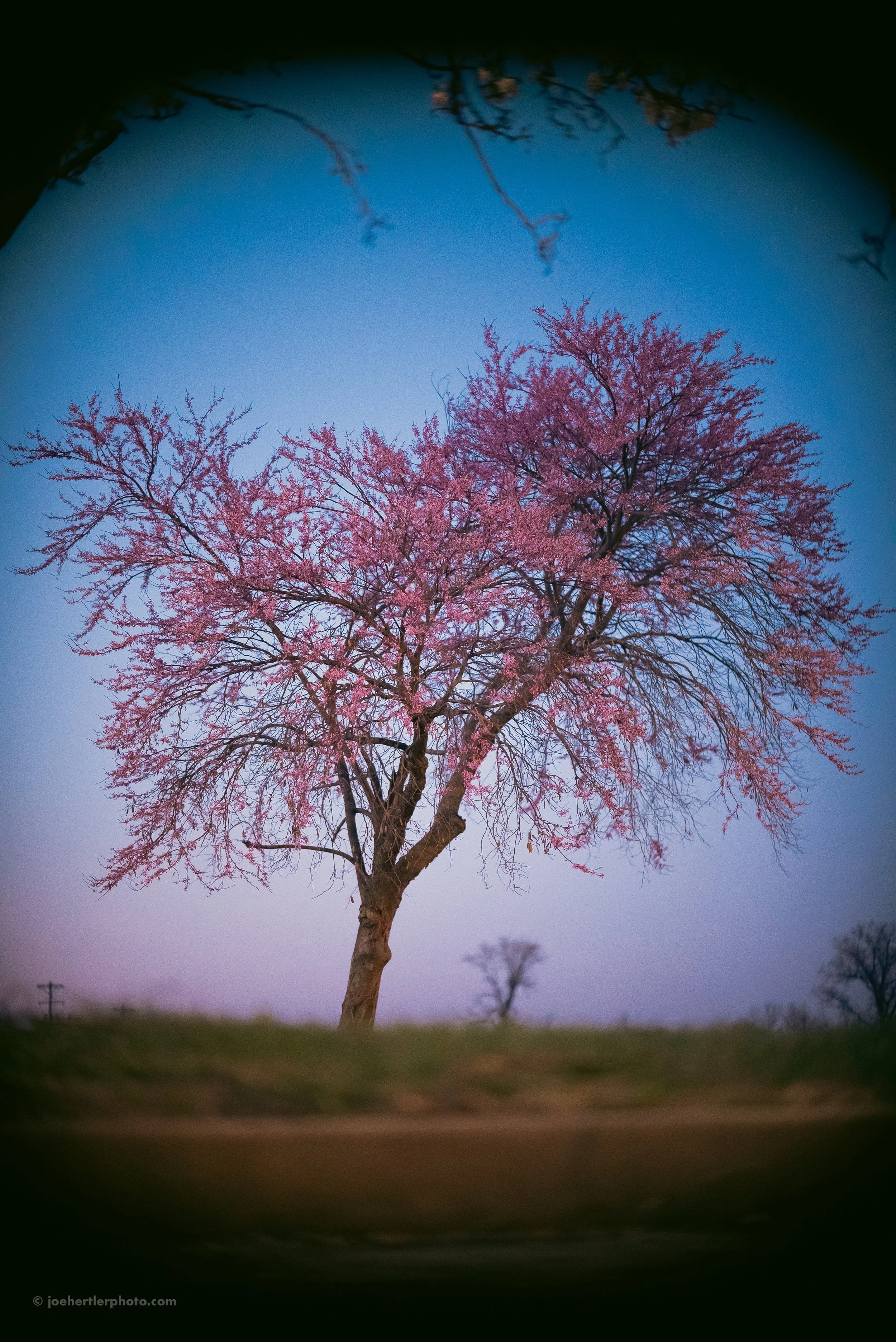 Pink blossoming tree under a clear blue sky, viewed through a circular tunnel or opening.