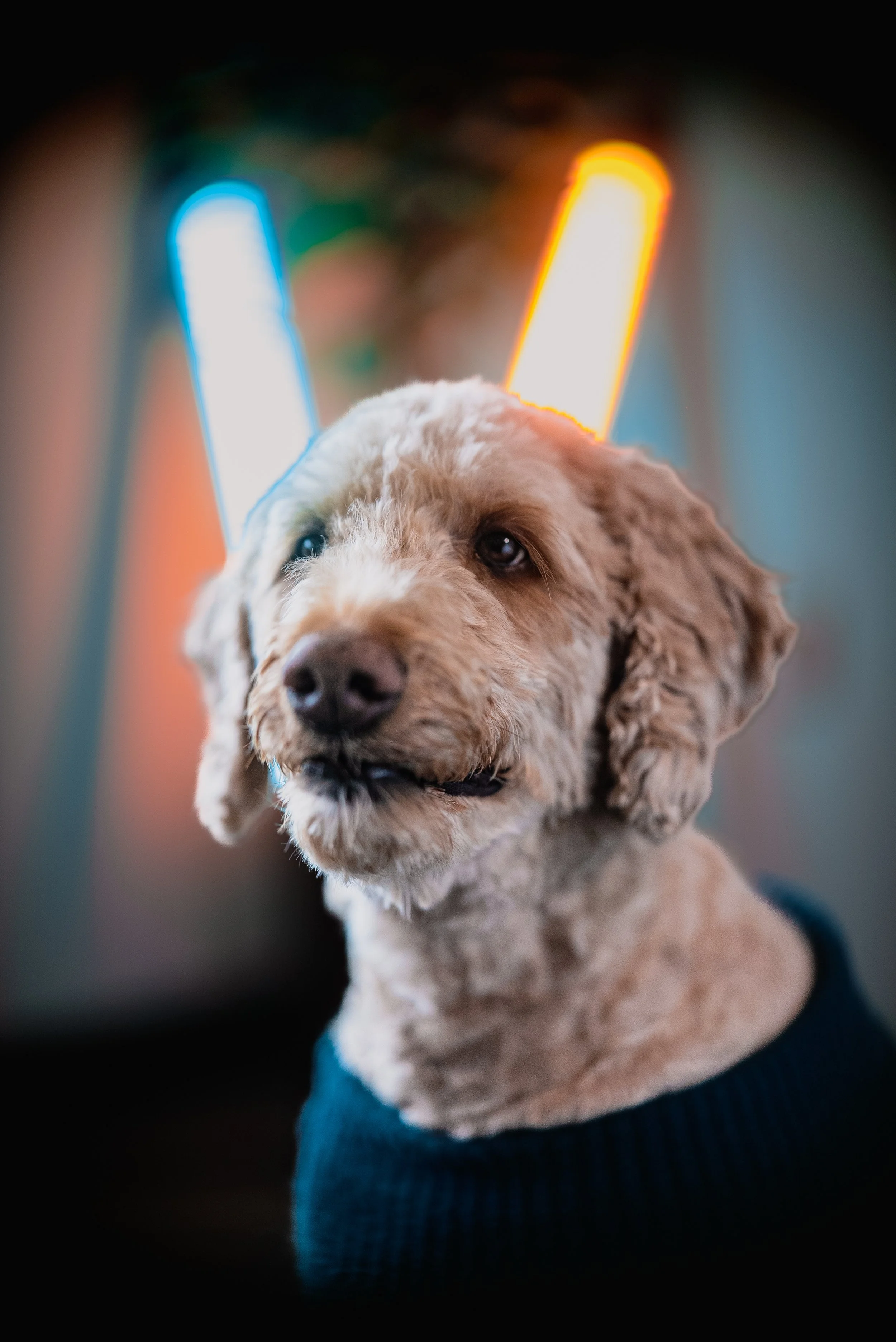 A dog with curly fur, wearing a dark sweater, sitting in front of colorful neon lights, possibly at a festive event.