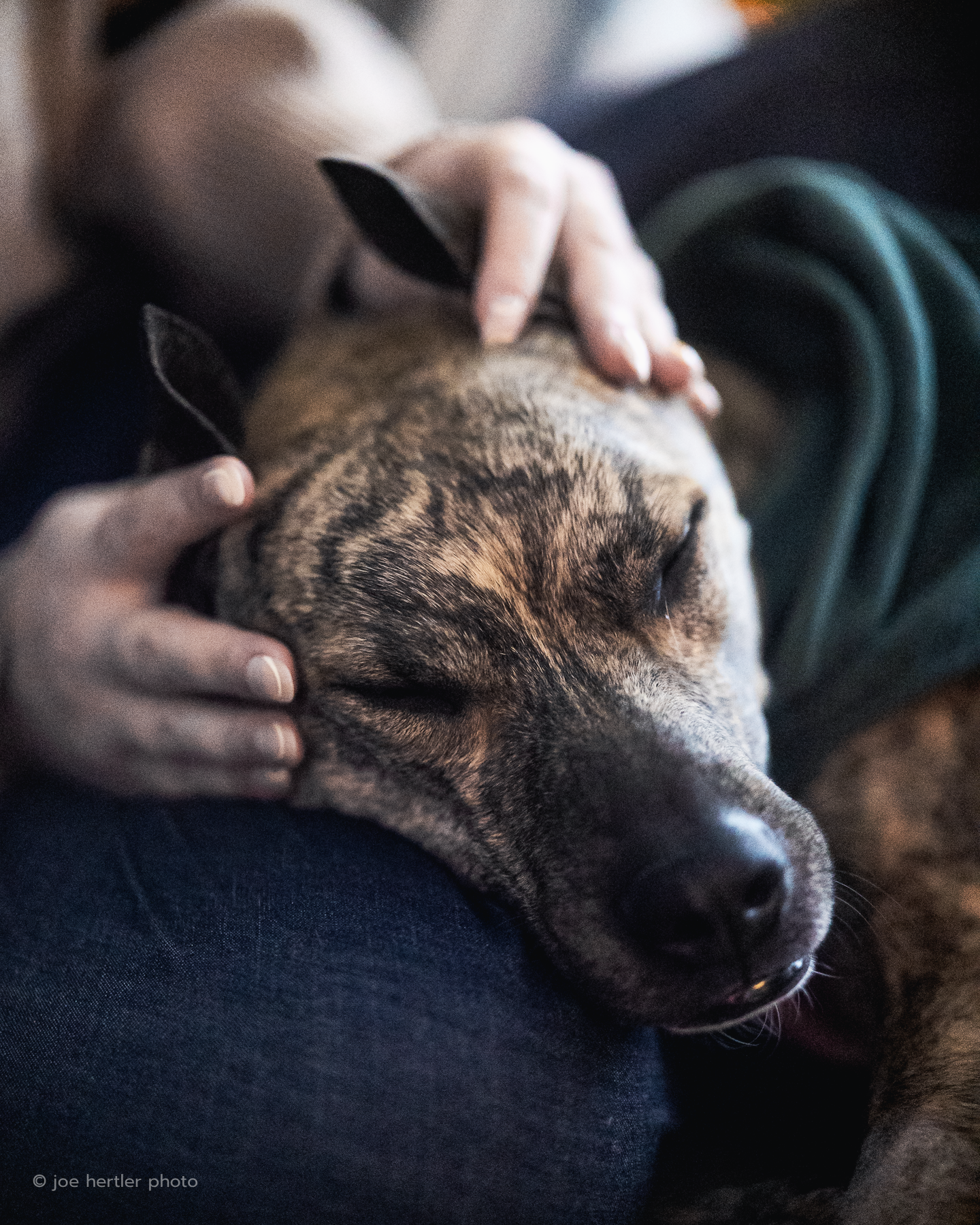 Person cuddling a sleeping dog with a brindle coat, resting on their lap.