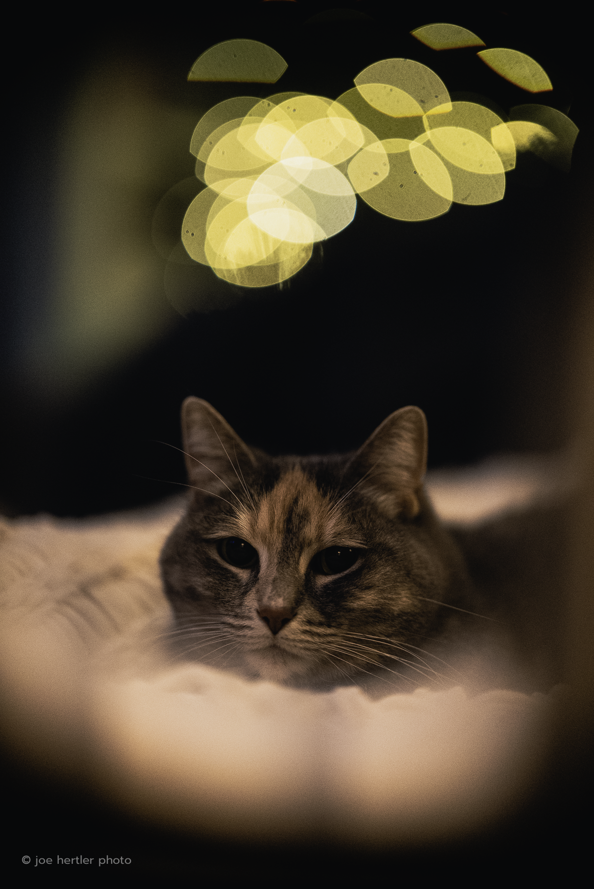 Gray tabby cat resting on a soft surface with blurred Christmas lights in the background.