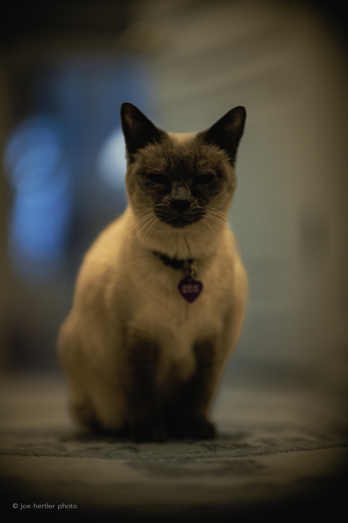 joehertler-pet-photographer-portrait-michigan-siamese-cat