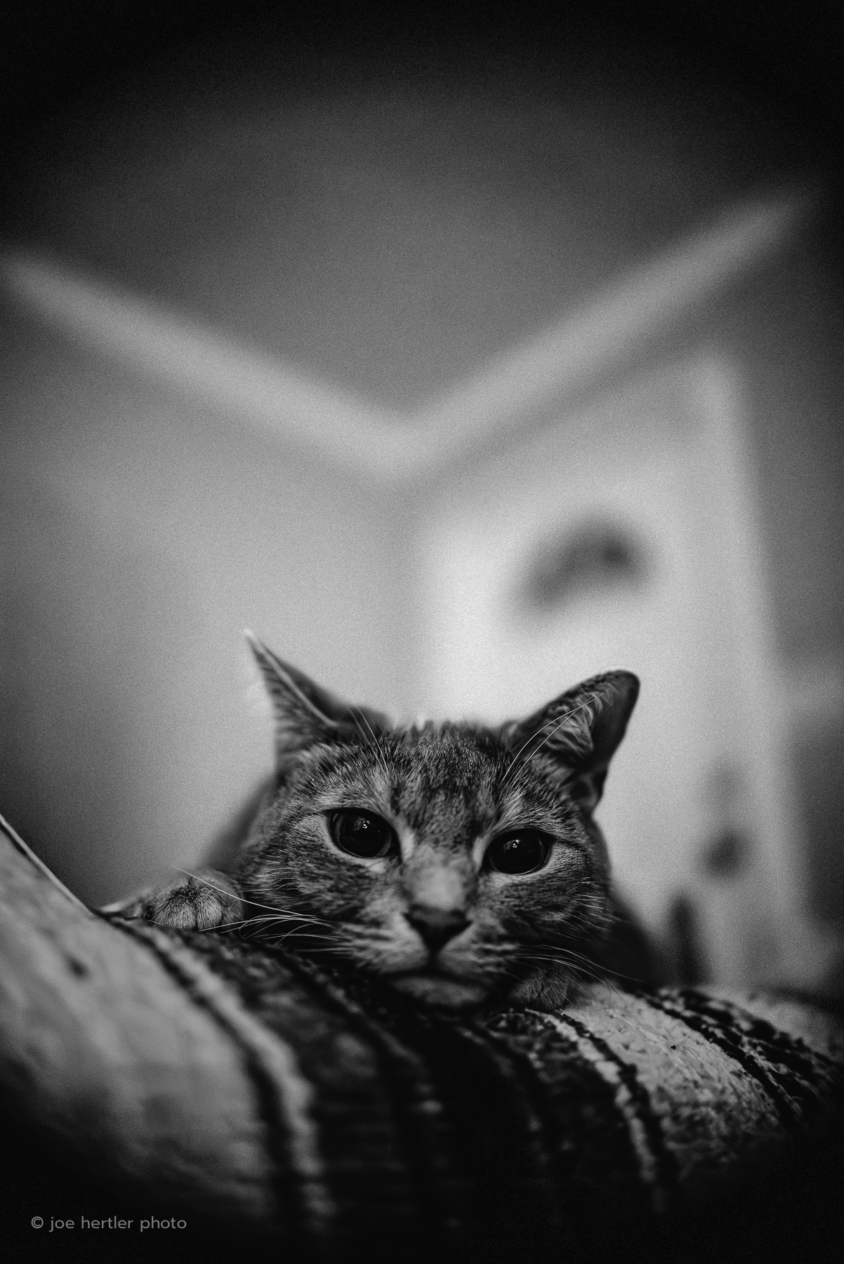 Close-up of a tabby cat lying on a textured surface with a blurred indoor background in black and white.