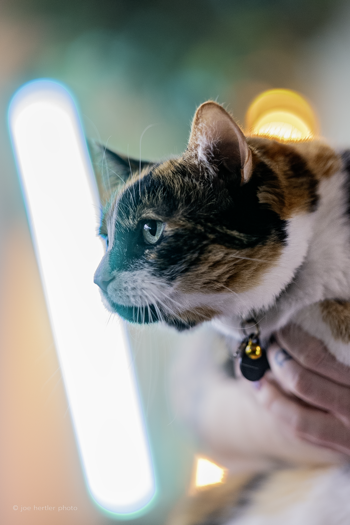Close-up of a tabby cat with white fur on the face and chest, looking intently at a bright screen in a dimly lit environment.