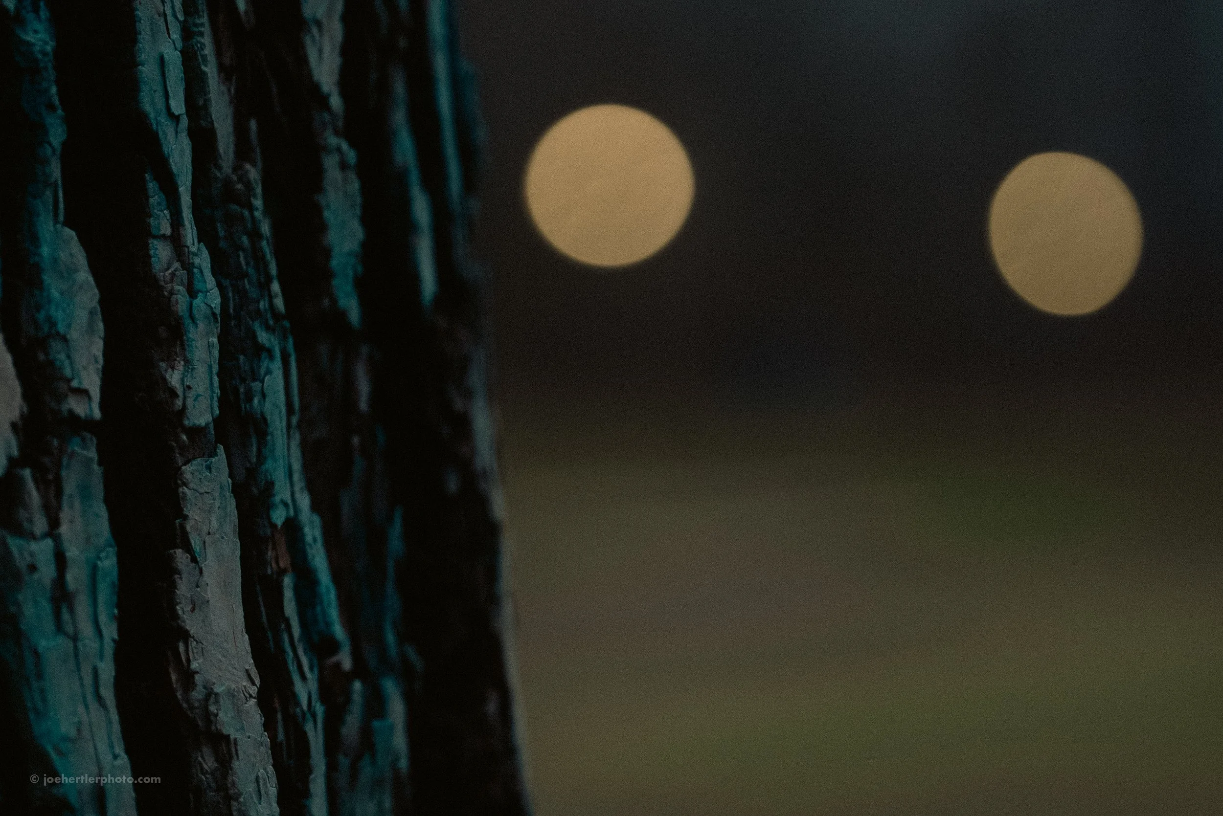 Close-up of a tree trunk with textured bark on the left, and blurred yellow lights in the background at night.