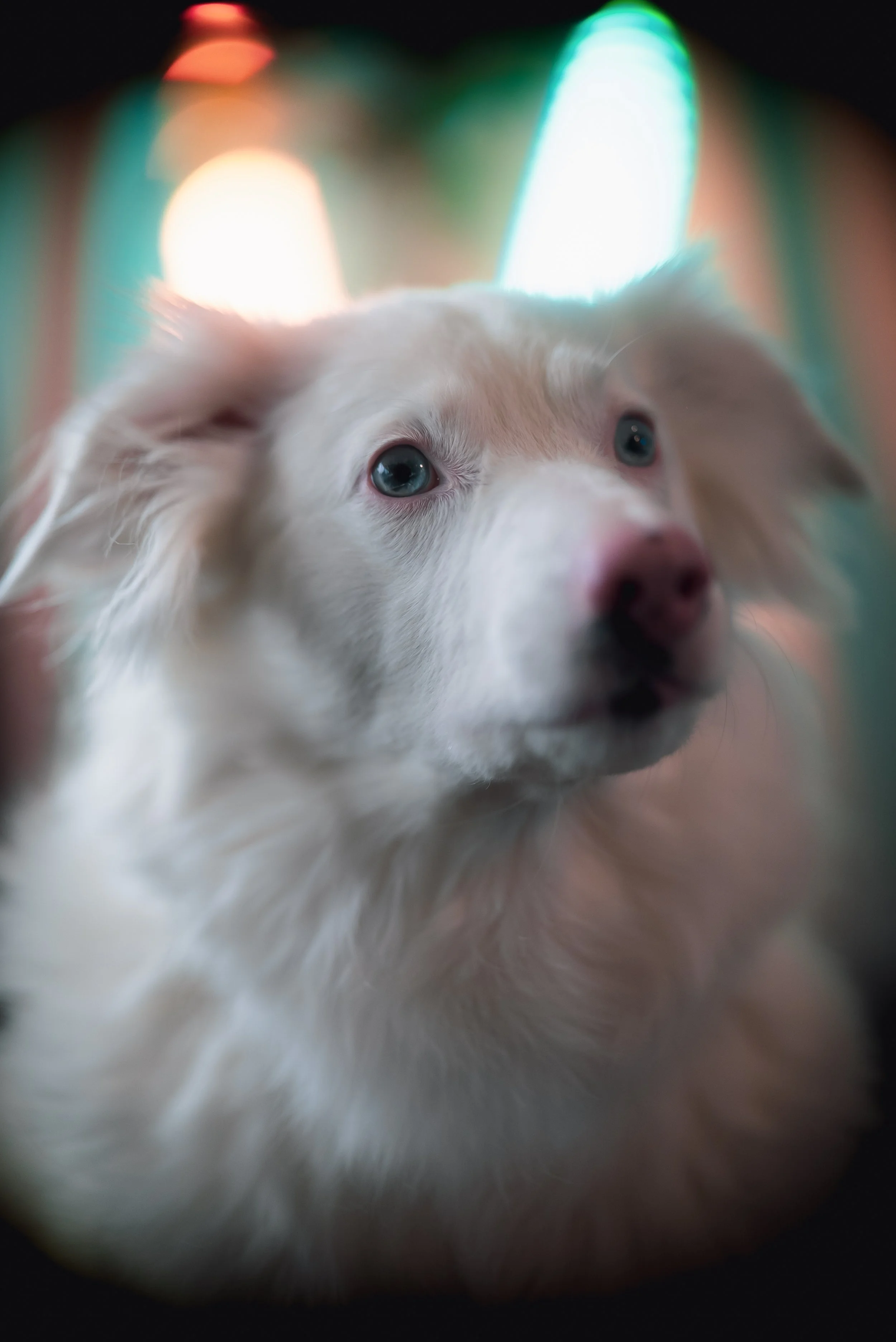 joehertler-pet-photography-dog-michgian-white-dog-herding-dog-blue-eyes