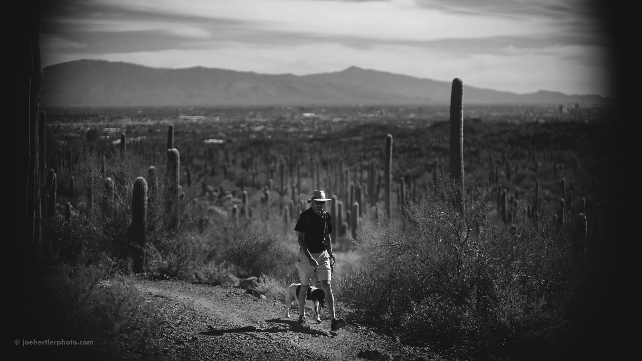 A man walking with two dogs on a dirt trail in a desert landscape with tall cacti, mountains in the background, under a cloudy sky in black and white.