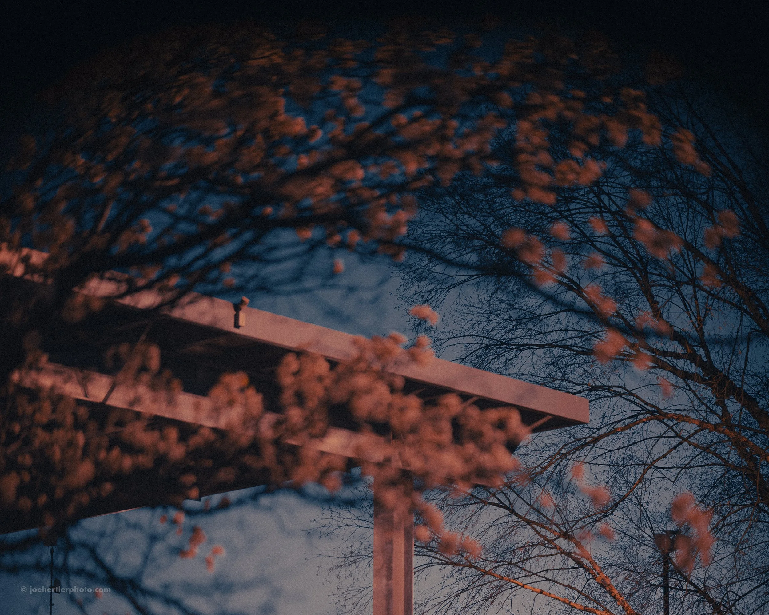 Nighttime scene of trees with pink blossoms and leafless branches, with part of a balcony or platform visible against a dark sky.