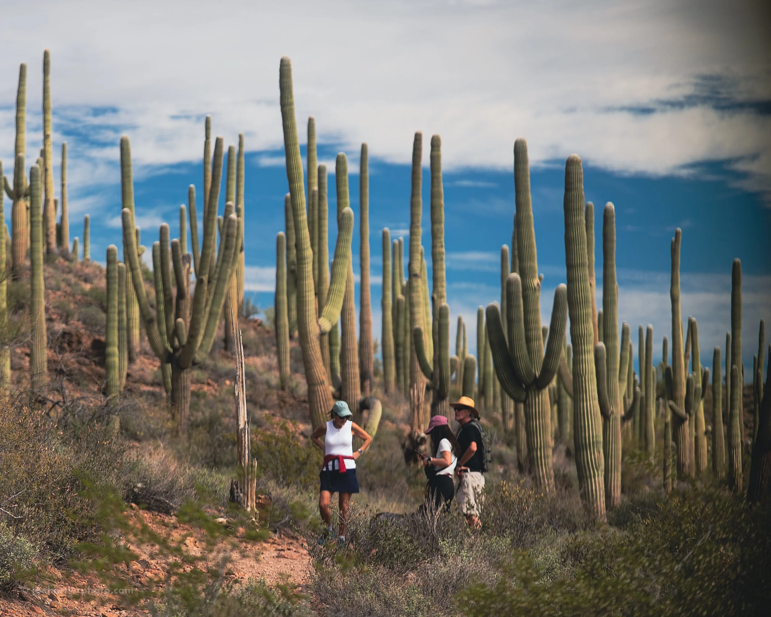 Three people hiking through a desert landscape with tall saguaro cacti, under a partly cloudy sky.