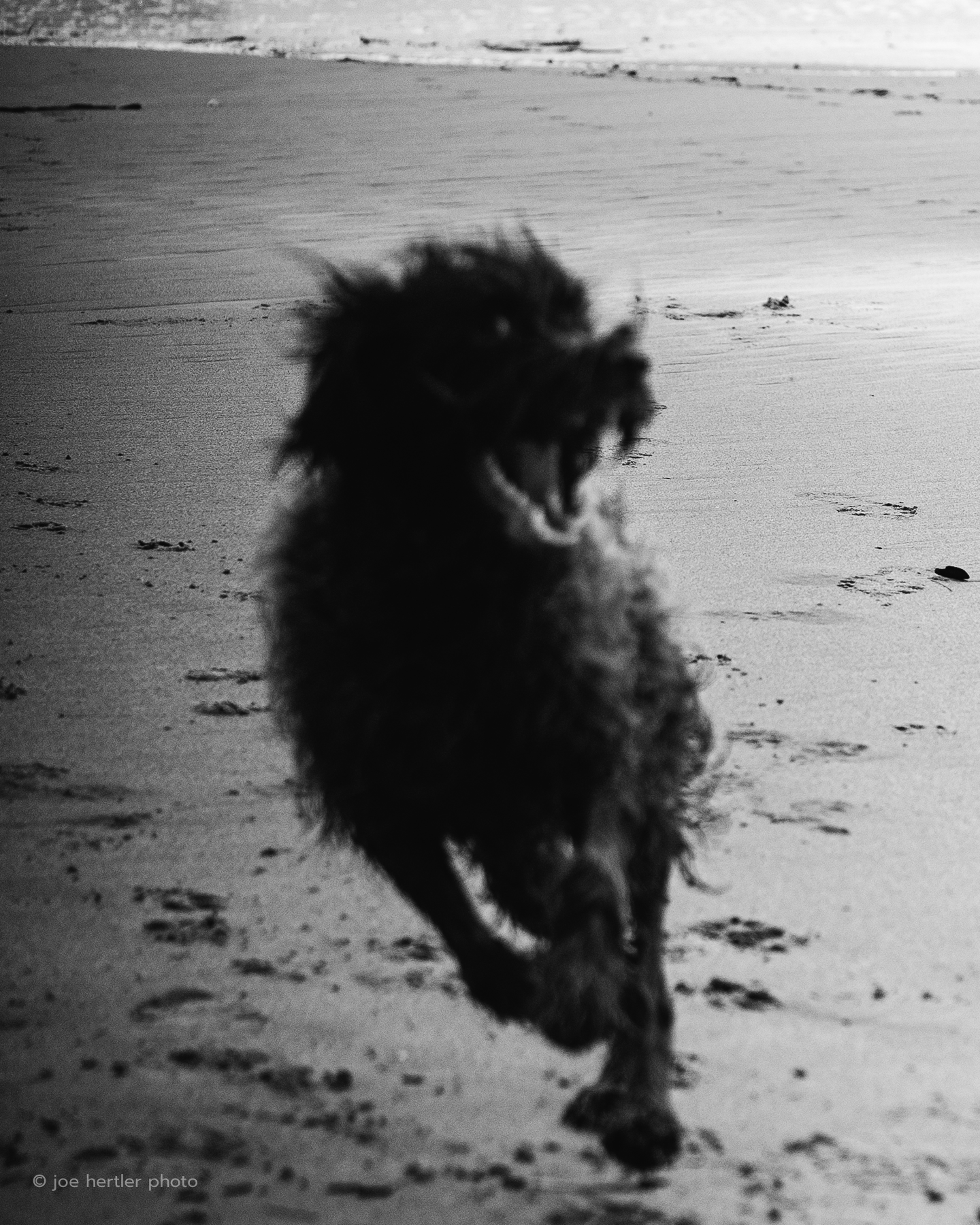 A black dog running on a sandy beach with ocean waves in the background, mouth open, in black and white.