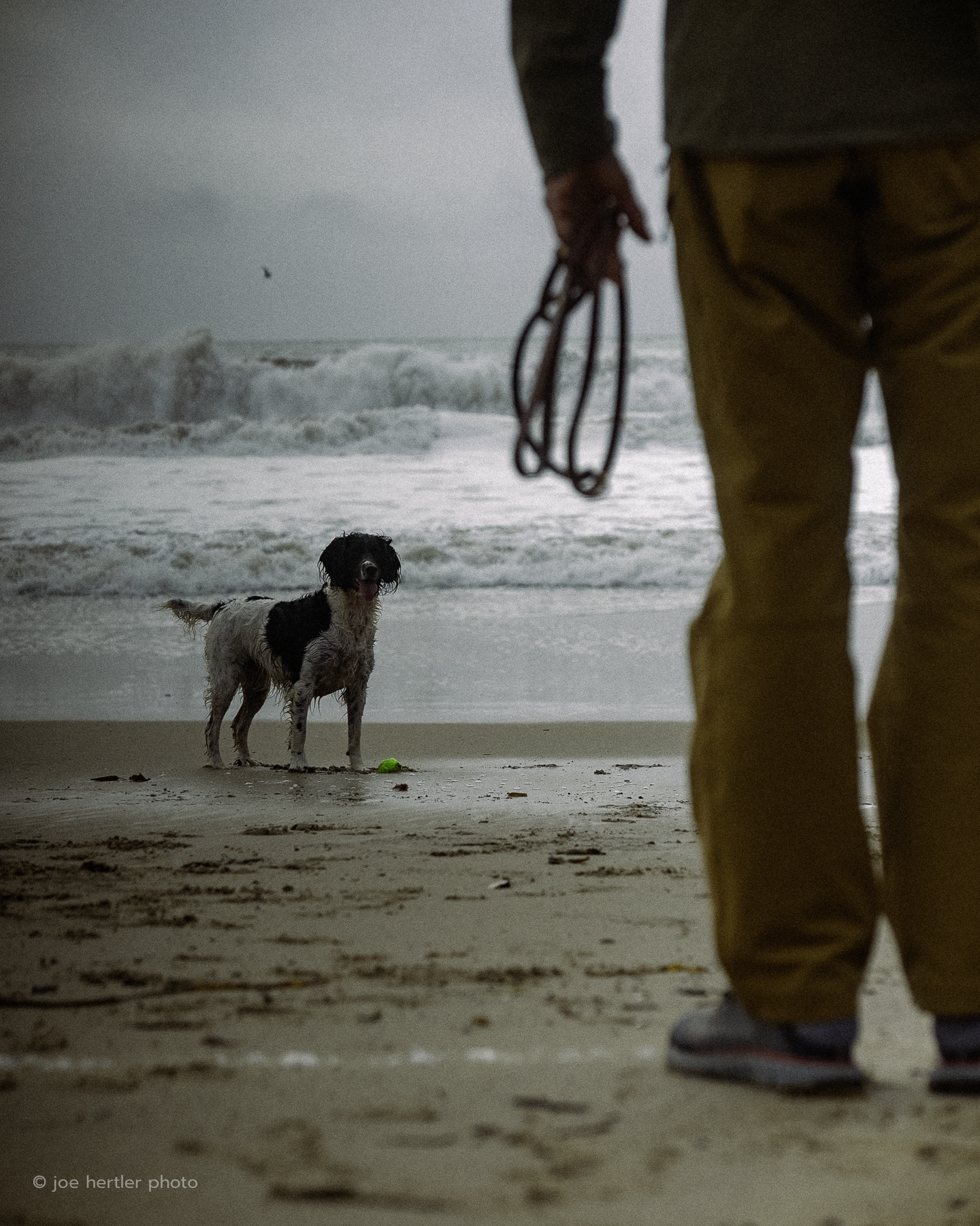 joehertler-dog-photography-springer-spaniel-beach-santa-cruz
