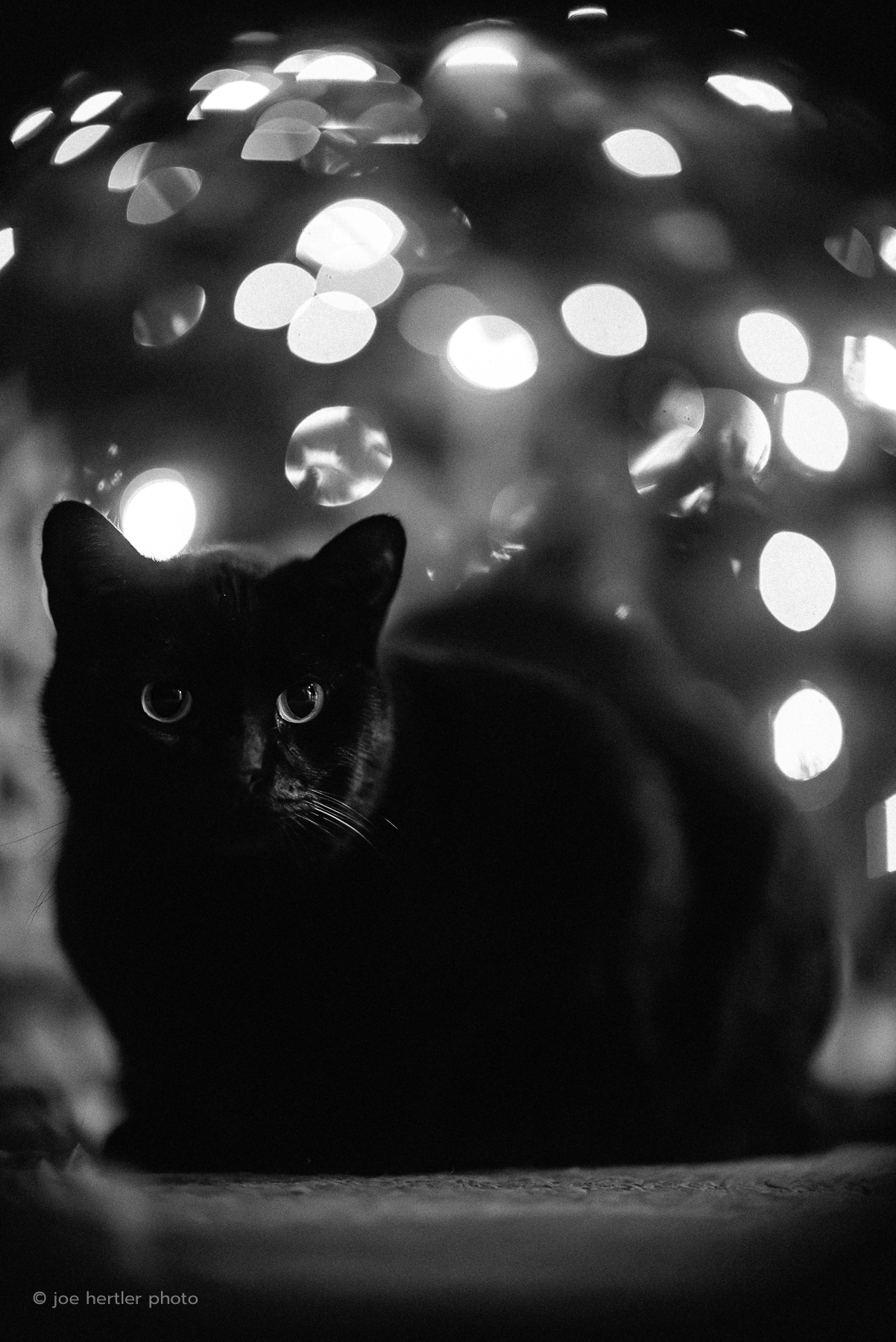 Black cat sitting indoors with blurry lights in the background, in black and white.