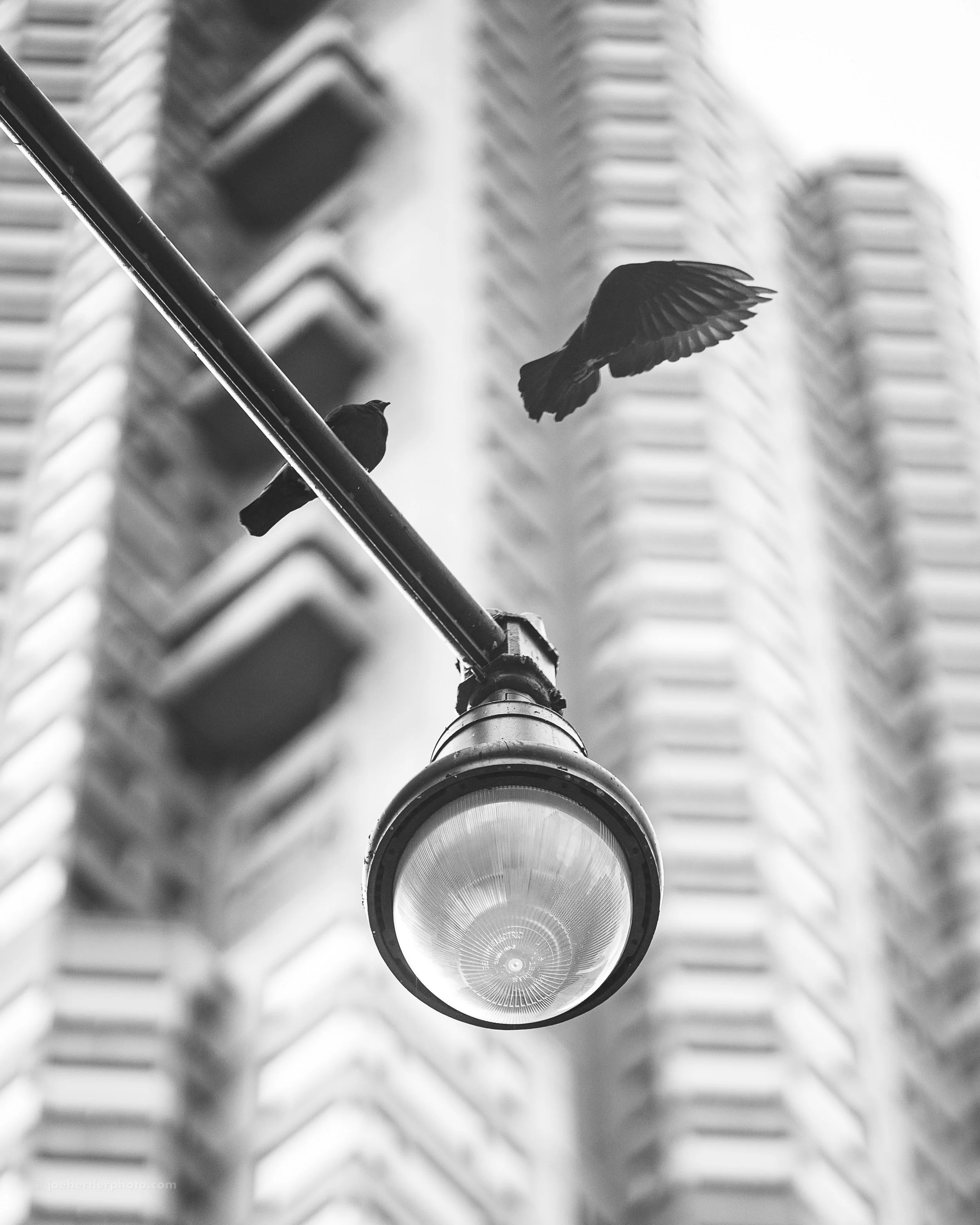 Three birds, one perched on a streetlight pole and two in flight, against a background of a high-rise building.
