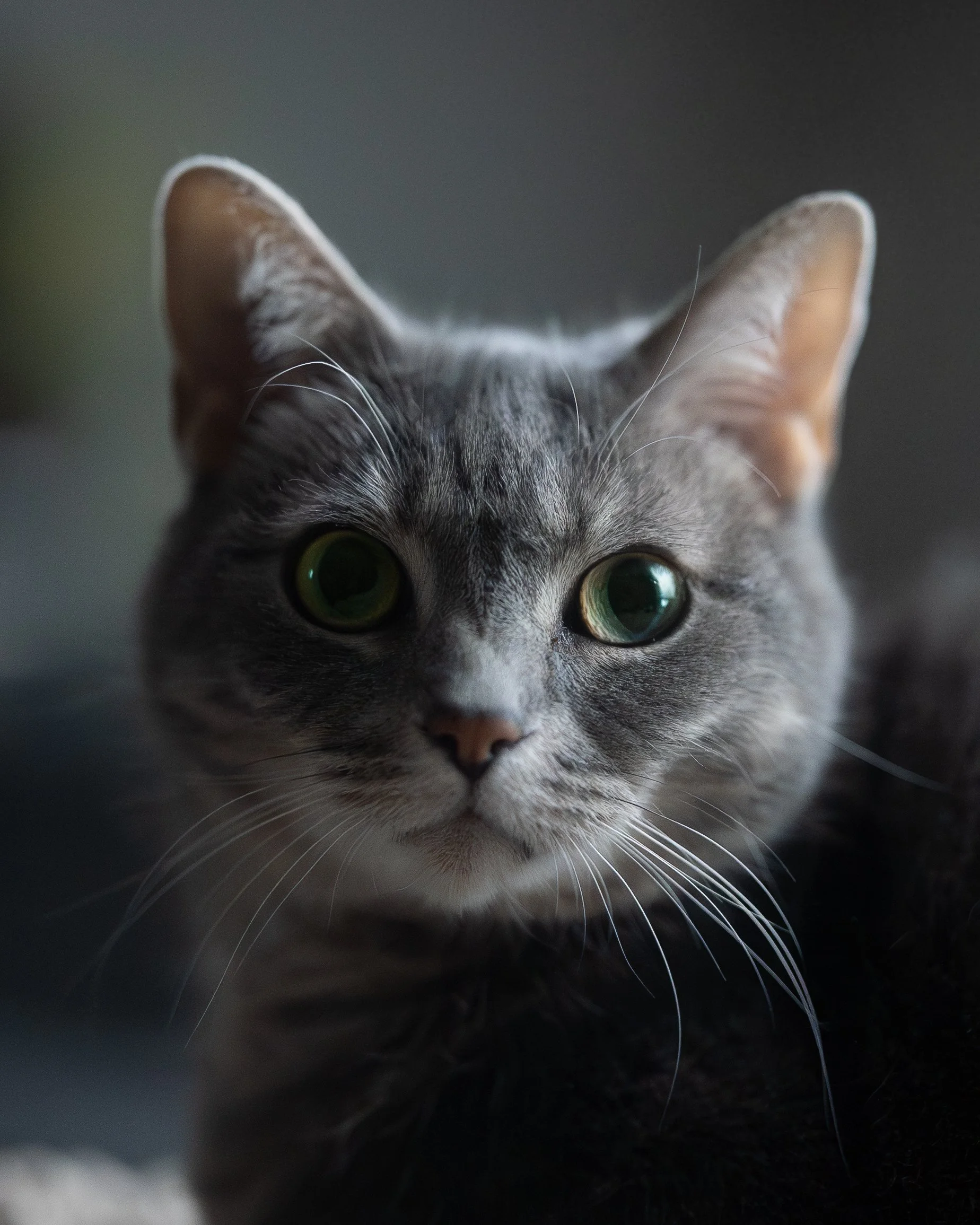 Close-up of a gray tabby cat with green eyes, facing forward.