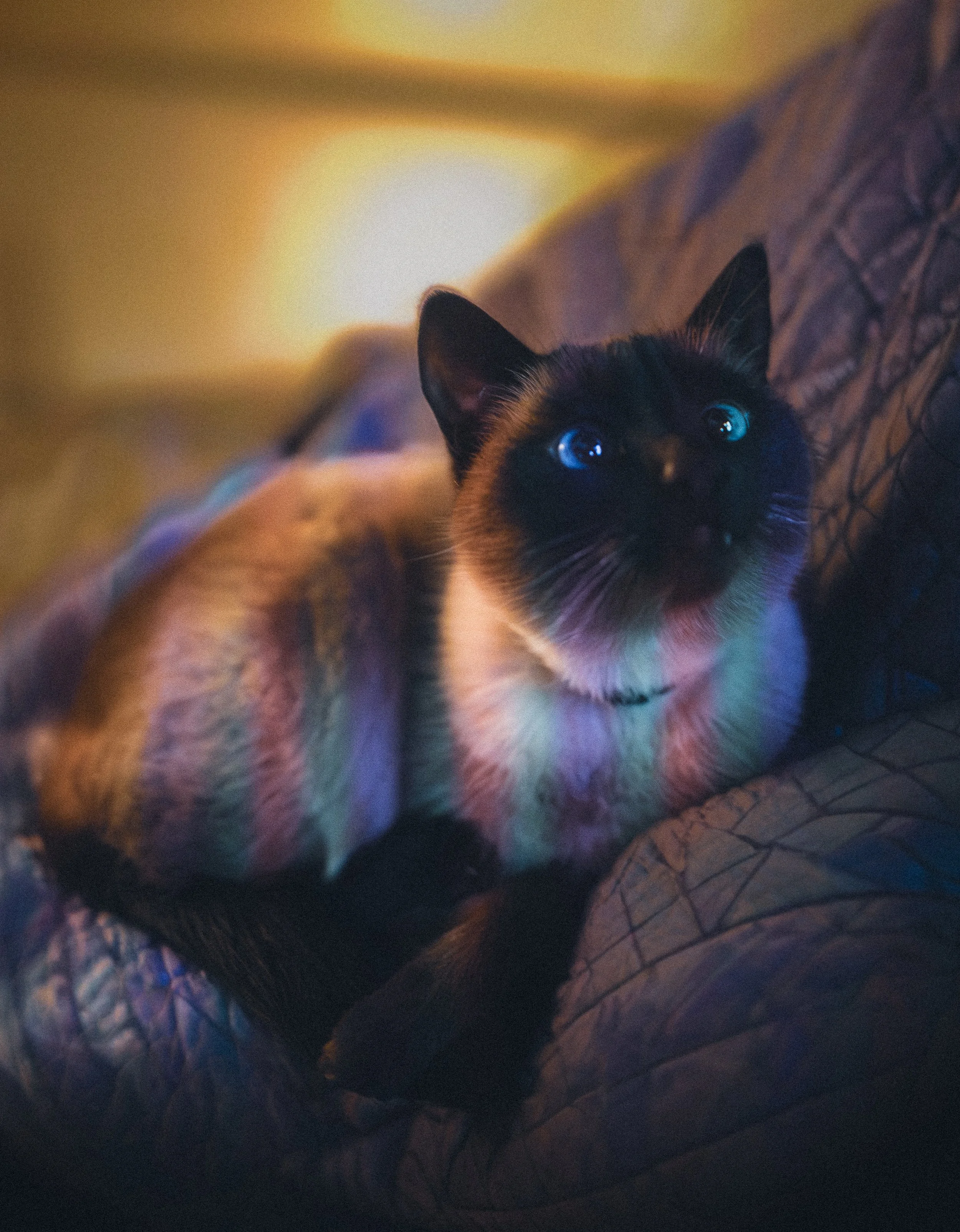 A Siamese cat lying on a quilted blanket on a couch, with blue eyes and lit by warm, soft lighting.