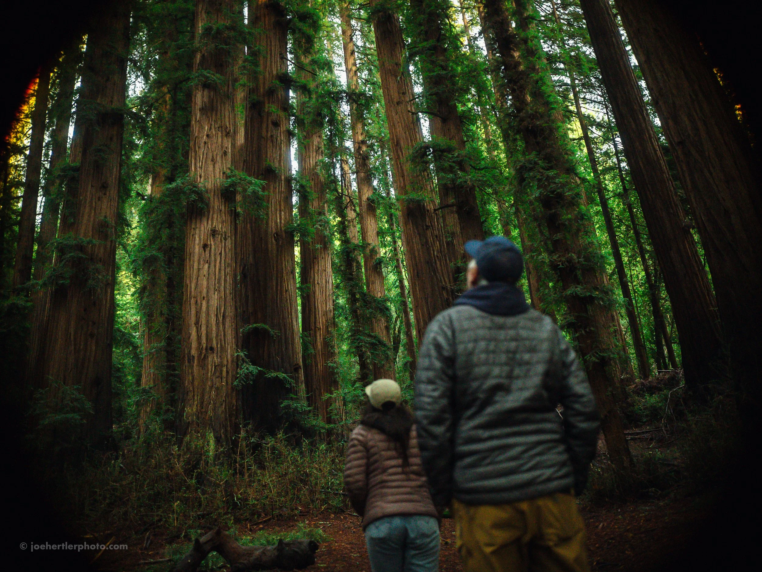 People walking in a dense forest with tall redwood trees and green foliage.