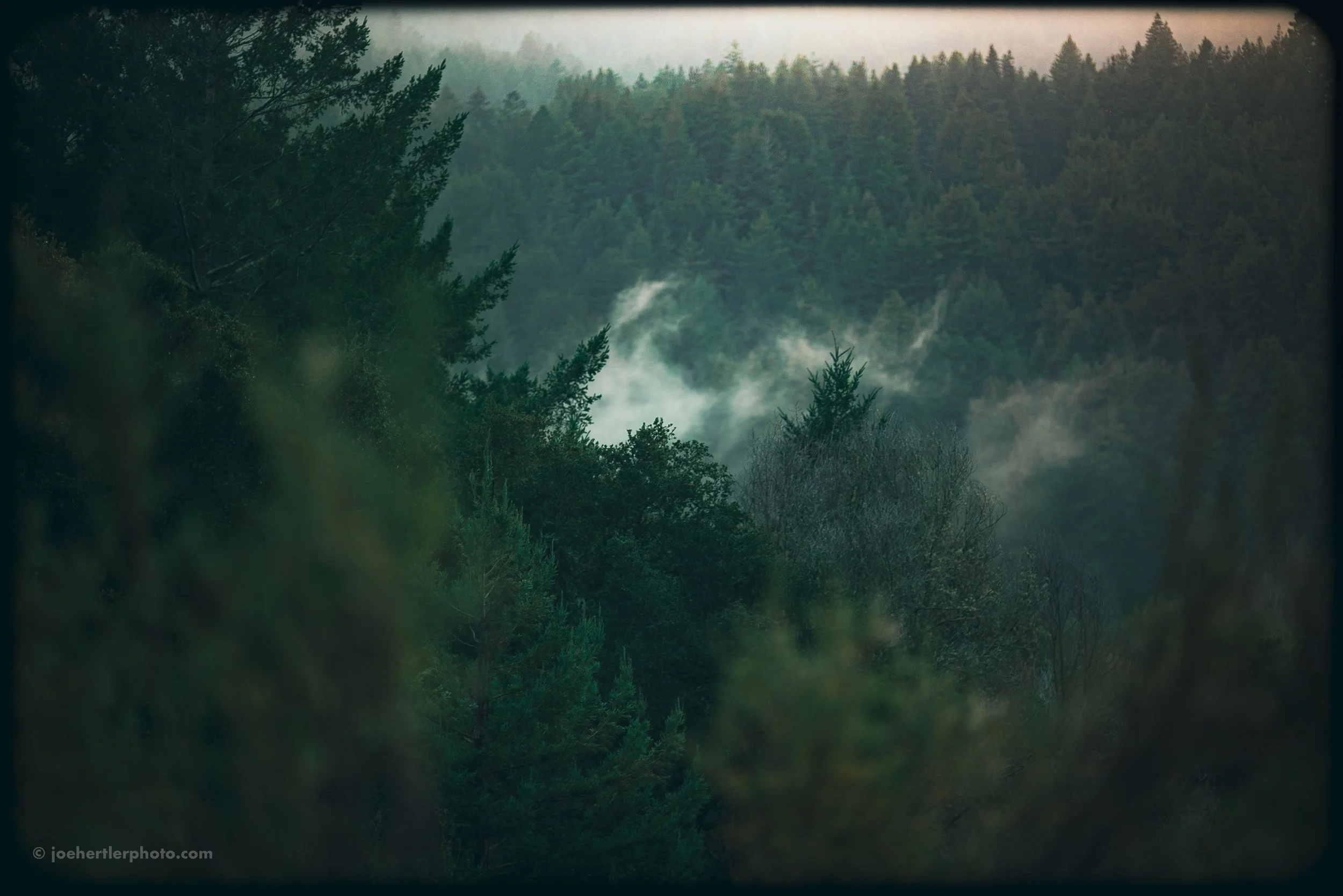 A dense forest landscape with various trees and fog in the background.