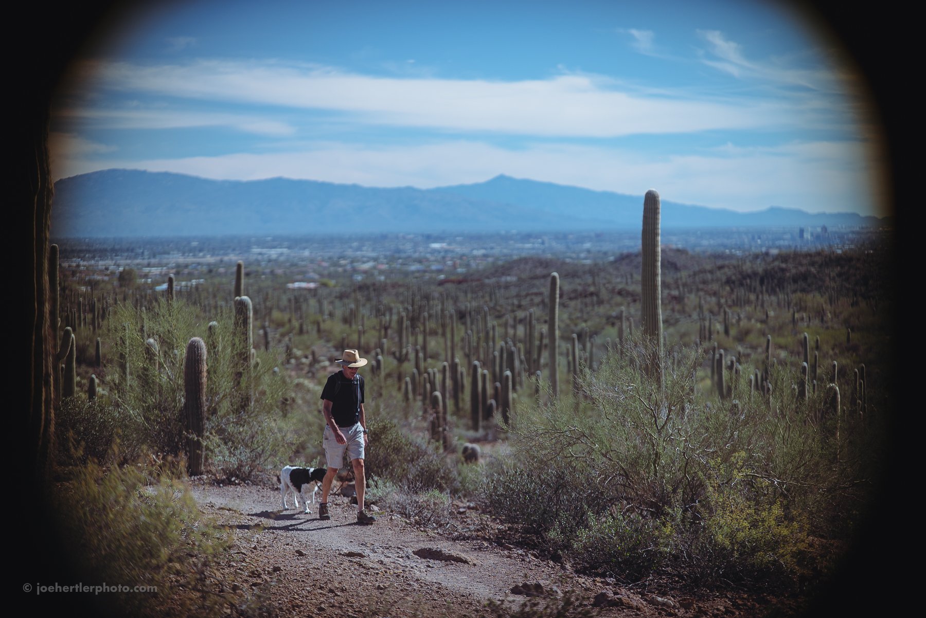 A man walking on a trail in a desert landscape, accompanied by a black and white dog, surrounded by tall saguaro cacti, with mountains and a blue sky in the background.