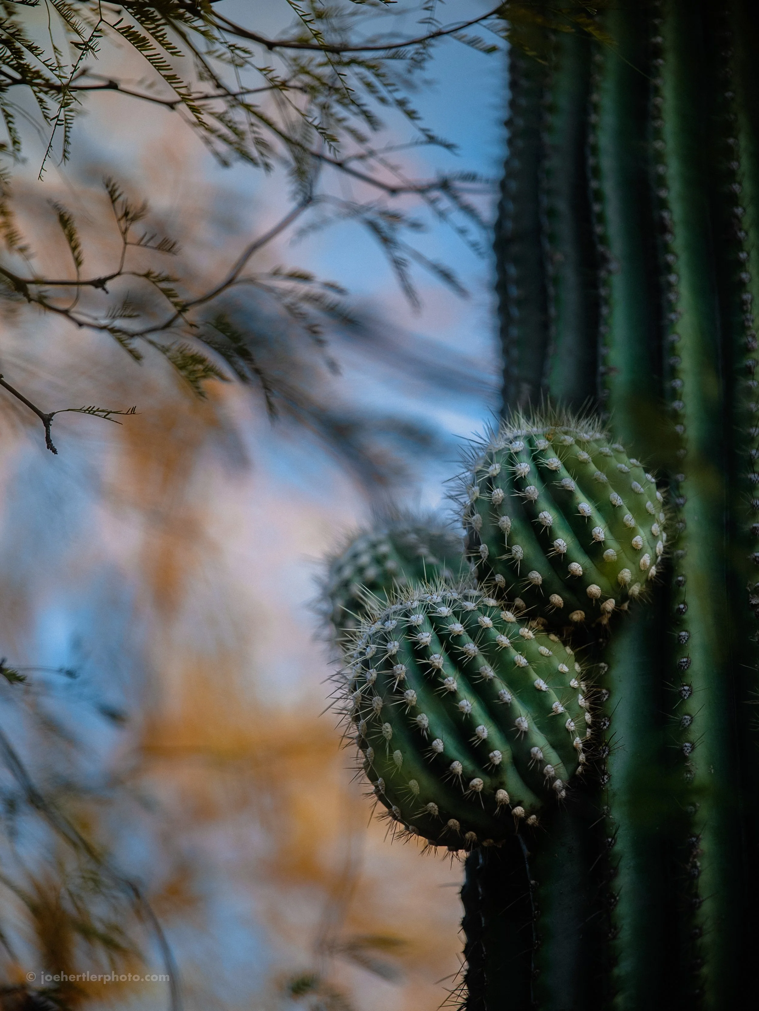 Close-up of a large cactus with green, ribbed, and spiny stems and rounded segments, with dry branches in the foreground and a blurred background of blue sky and desert foliage.