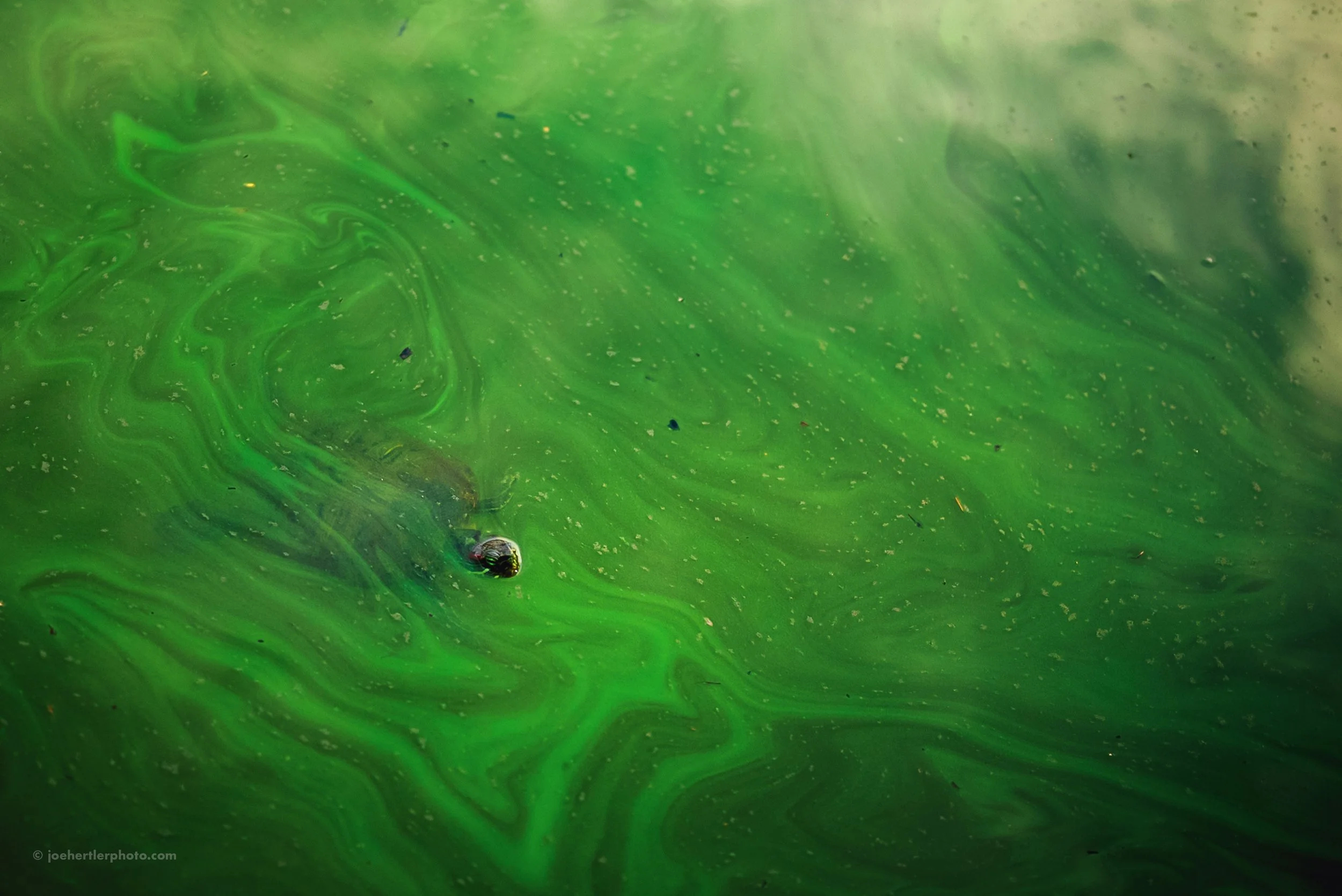 Green swirling liquid with small bubbles and particles.