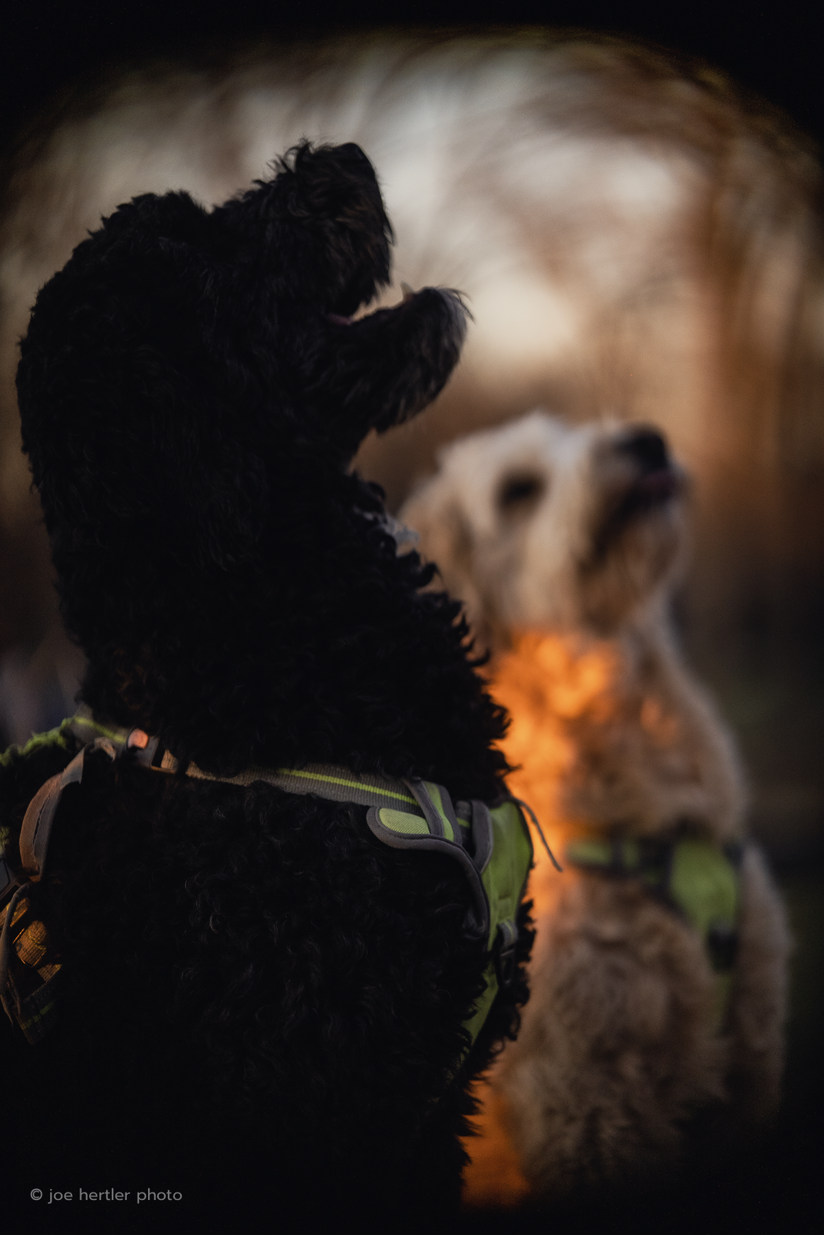 Two dogs, one black and curly-haired and one light-colored with a fluffy coat, wearing harnesses, sitting outdoors during dusk or dawn.