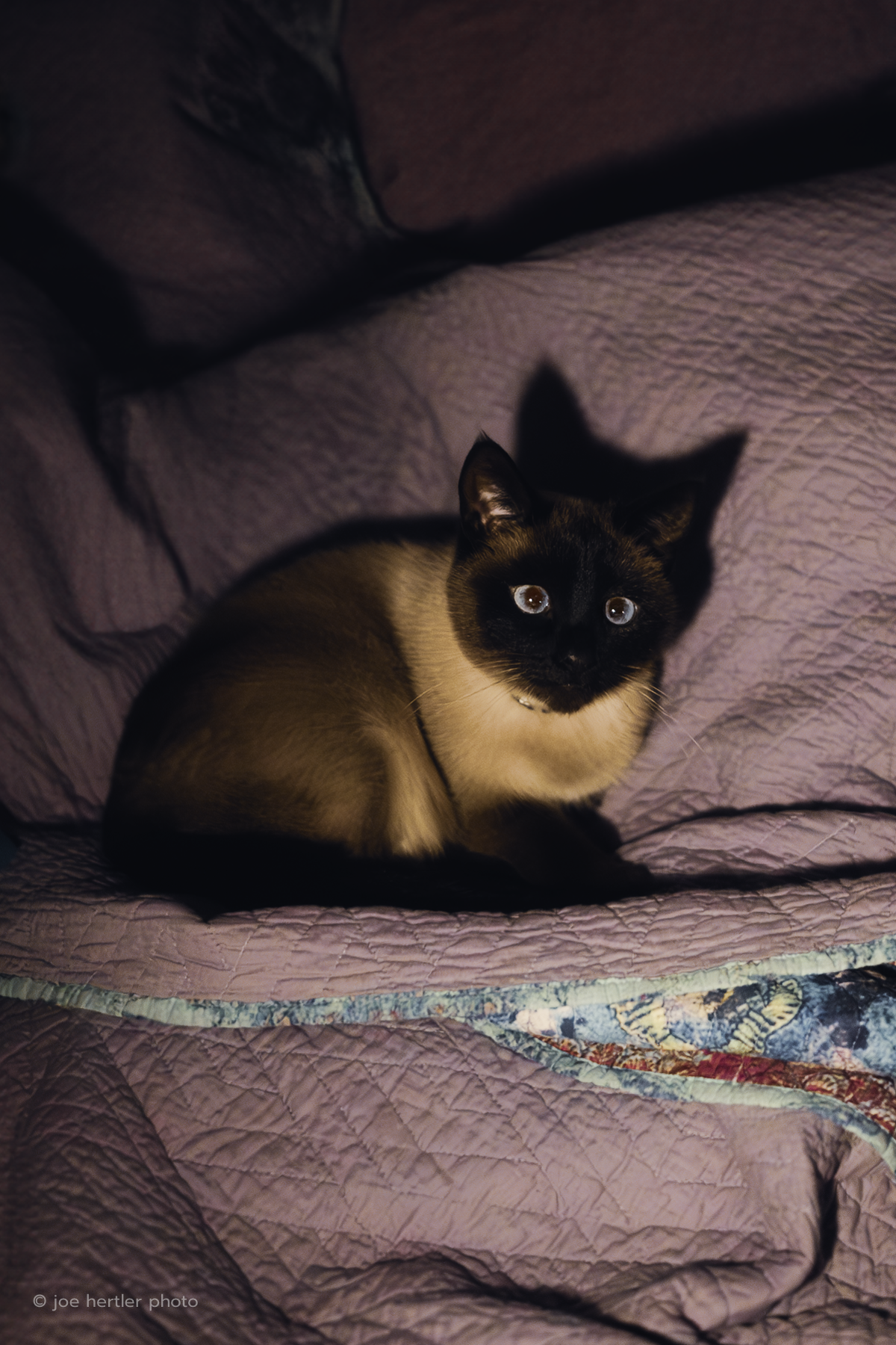 A Siamese cat with blue eyes sitting on a purple quilted blanket with a floral pattern underneath. The cat is looking up at the camera with a curious expression.