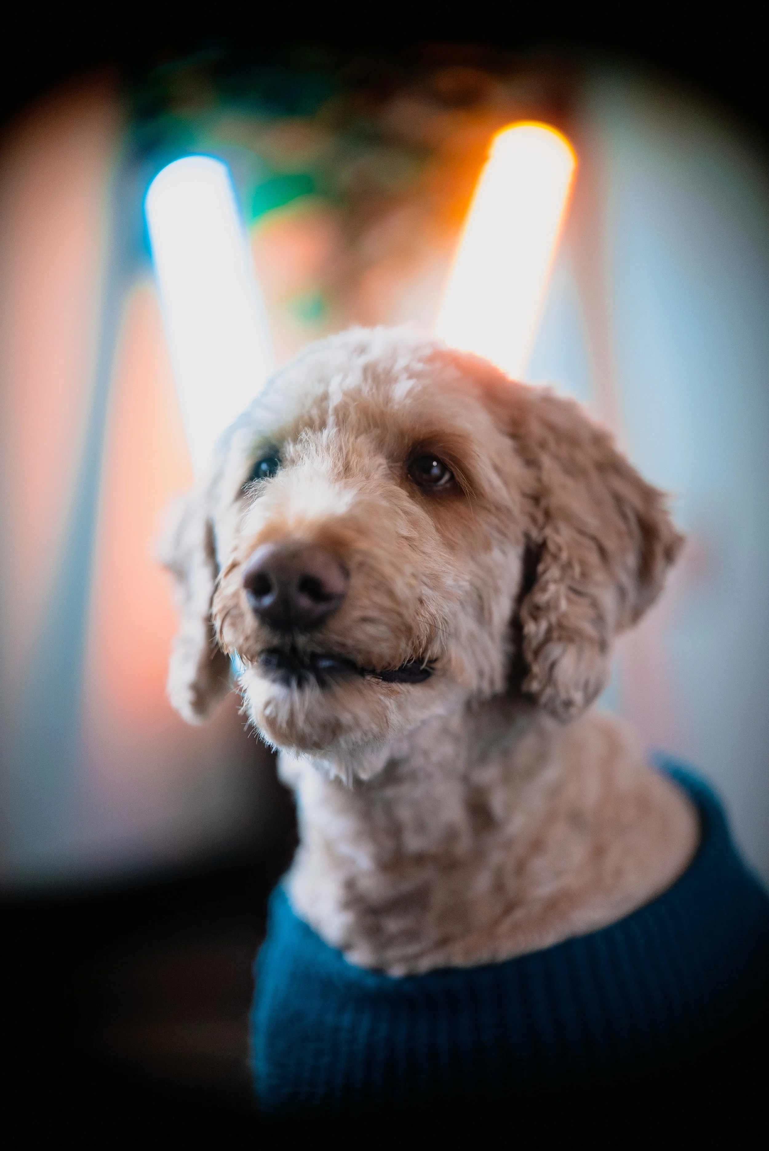 Close-up of a light-colored dog wearing a blue sweater, with multicolored neon lights in the background.