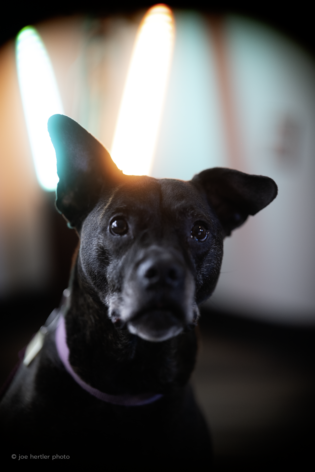 Close-up of a black dog with one floppy ear, sitting indoors with colorful lights in the background.
