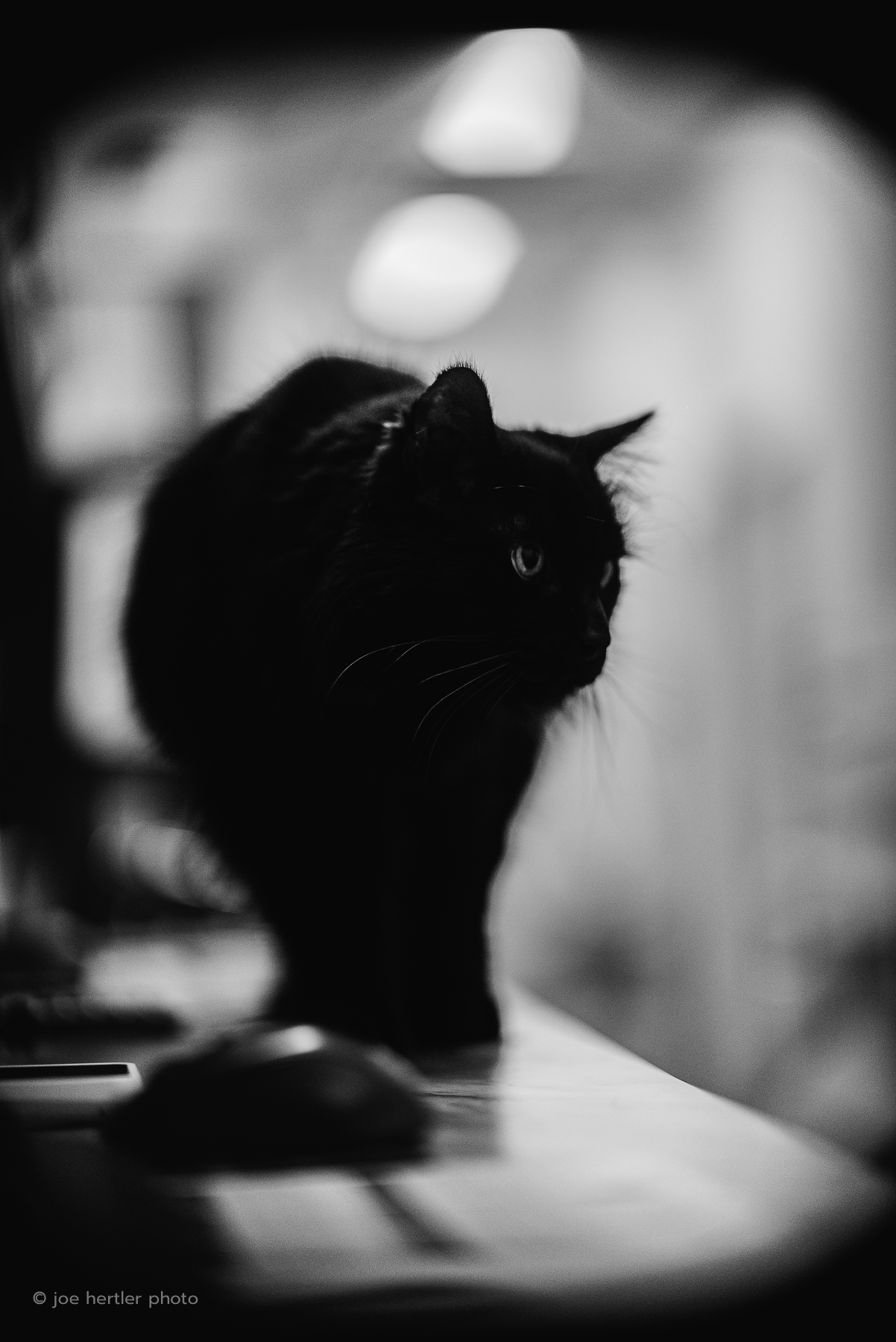 joehertler-pet-photographer-portrait-michigan-black-cat