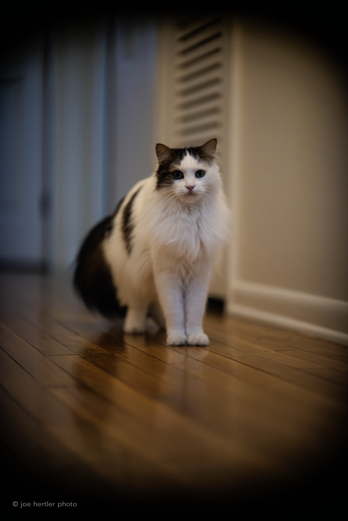 A long-haired black and white cat standing on a wooden floor indoors, near a white wall and radiator.