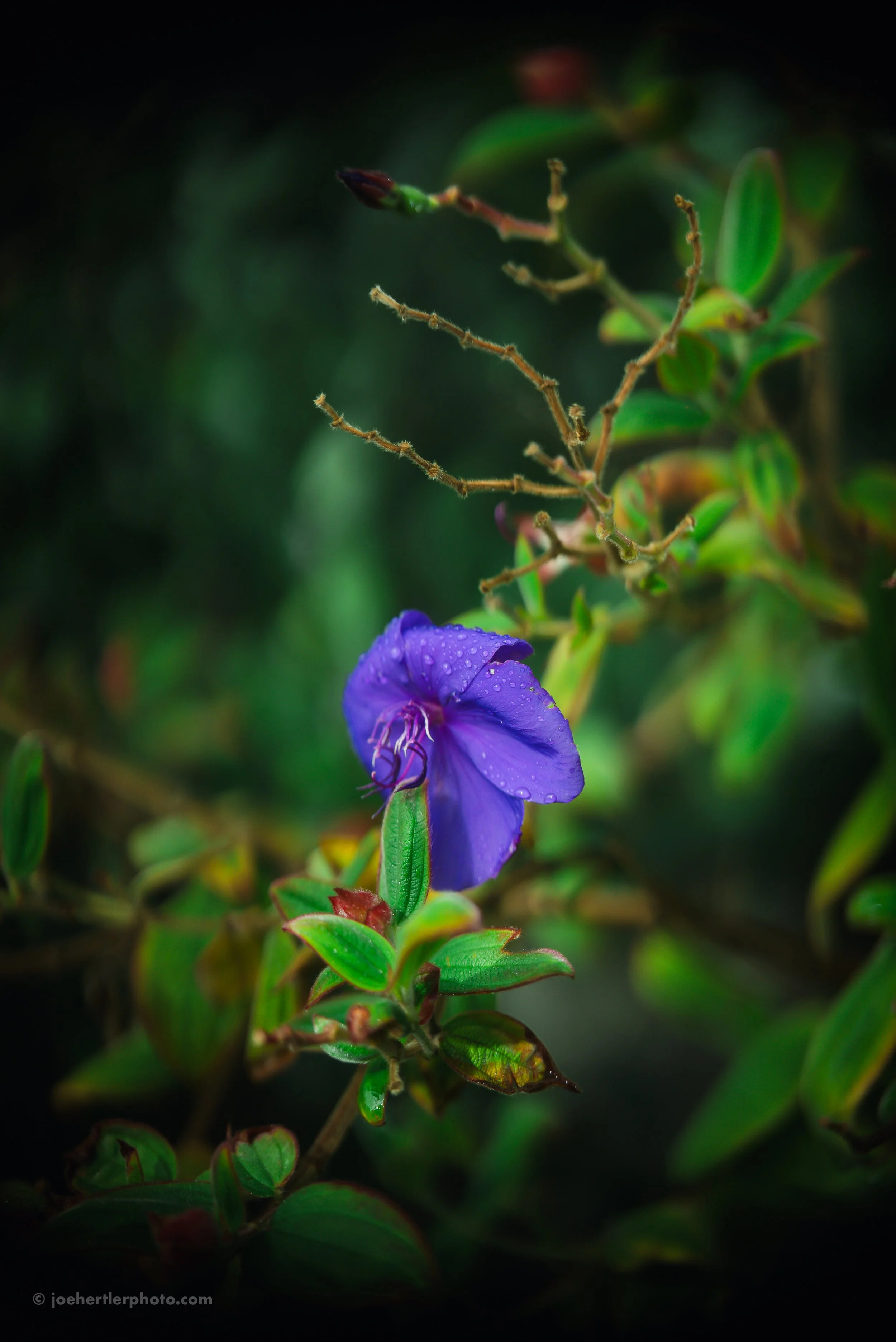 A close-up of a purple flower with dew drops on its petals, surrounded by green leaves and some brown, dried stems, against a dark blurred background.