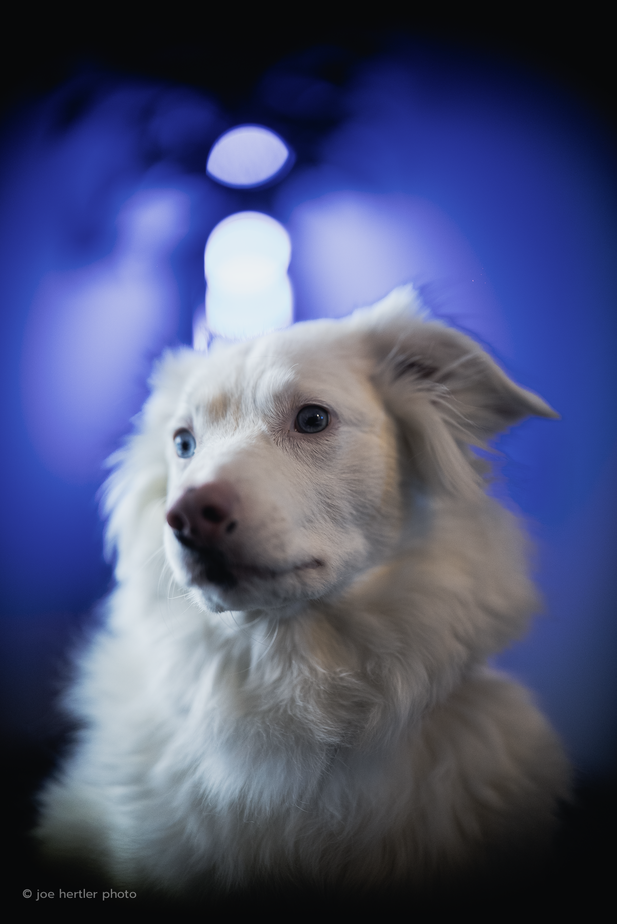 A close-up of a light-colored dog with heterochromatic eyes, one blue and one brown, against a blurred blue background.